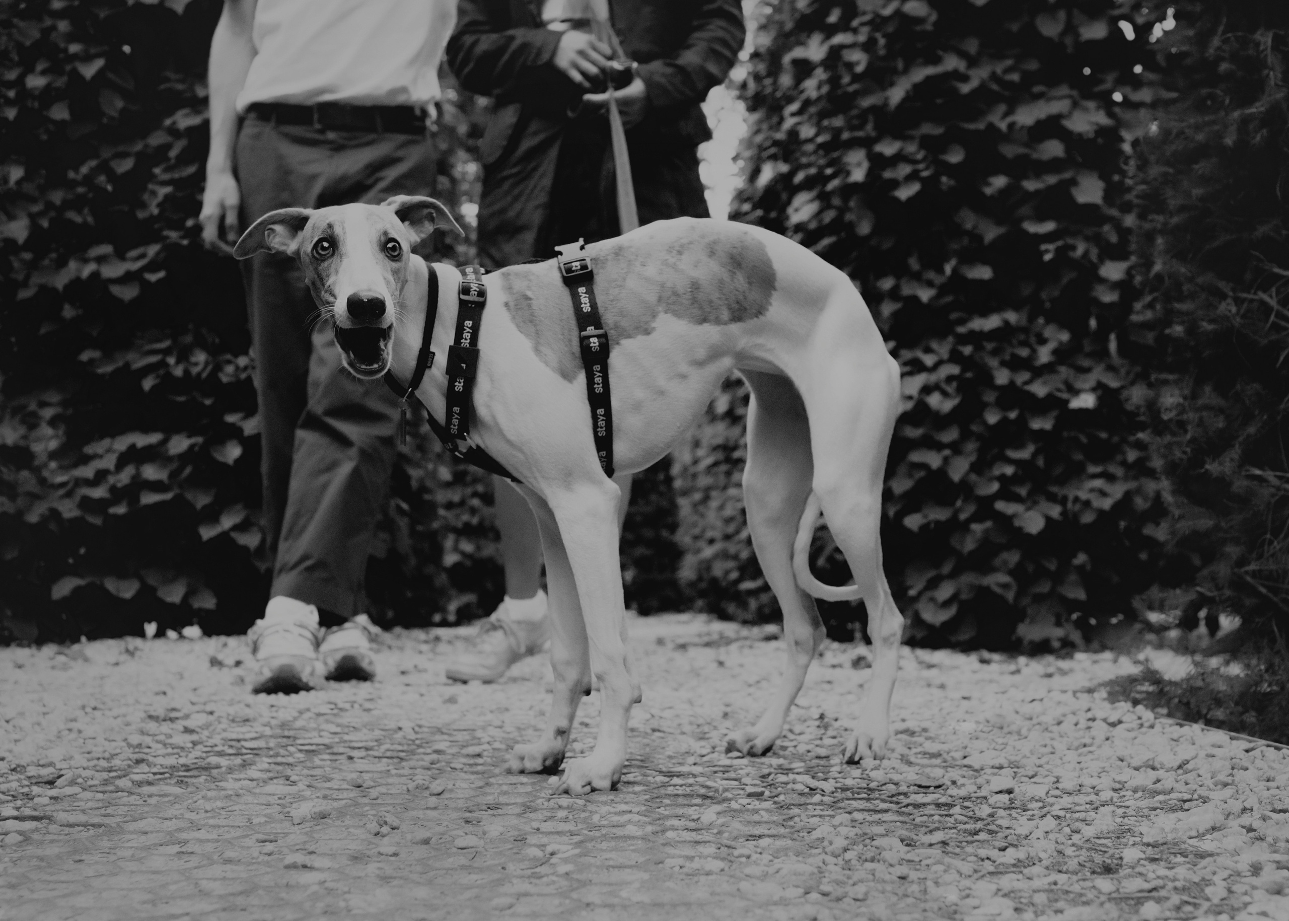 Ветка. Фотограф- анималист Александра Матвеева