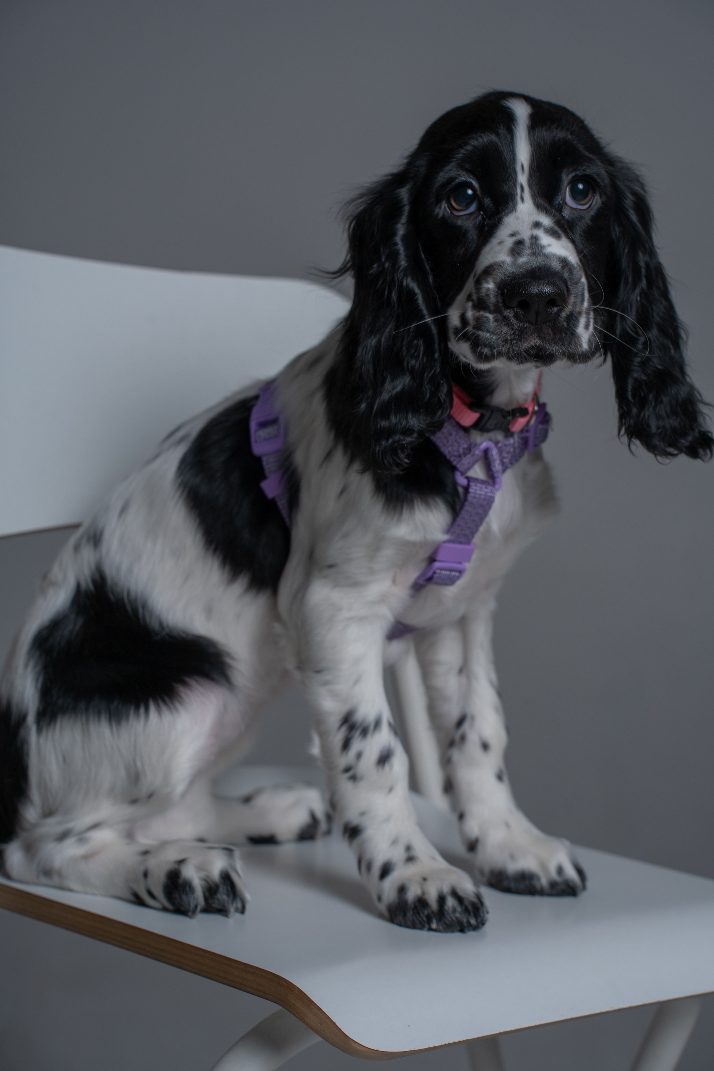 Анимализм. Портретный фотограф Олеся Владимирова в Москве