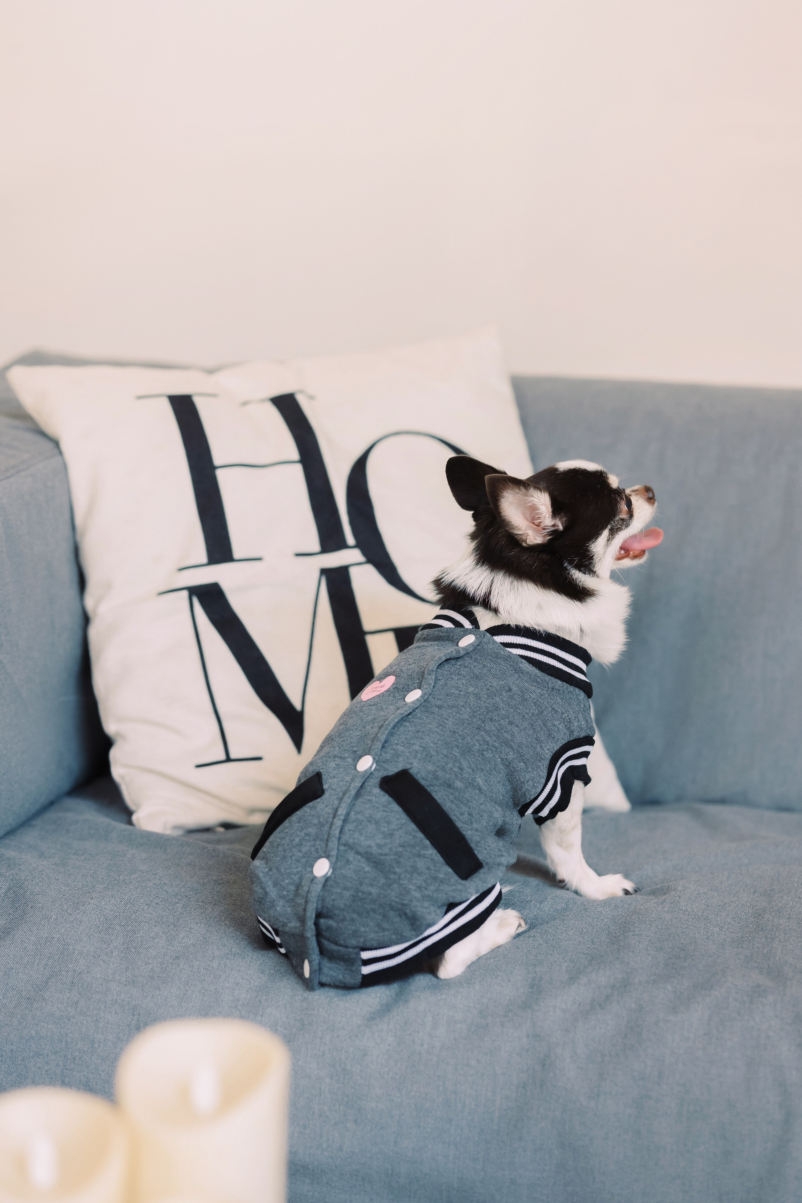 Магазин Friend of mine. Фотограф-анималист Елена Радченко, Москва