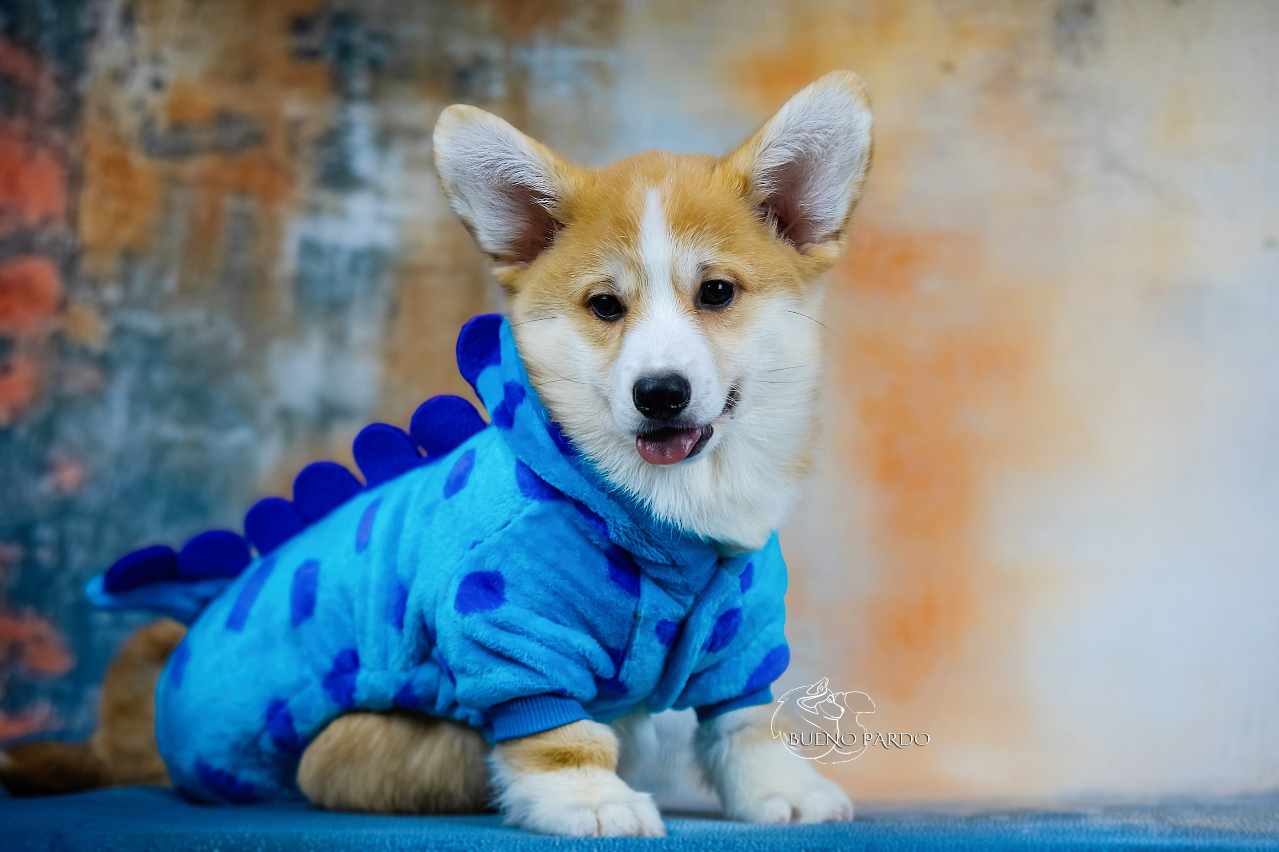 А — Кола и Цесей. Kawaii Kuma питомник собак пород Корги пемброк, Акита ину, Сиба