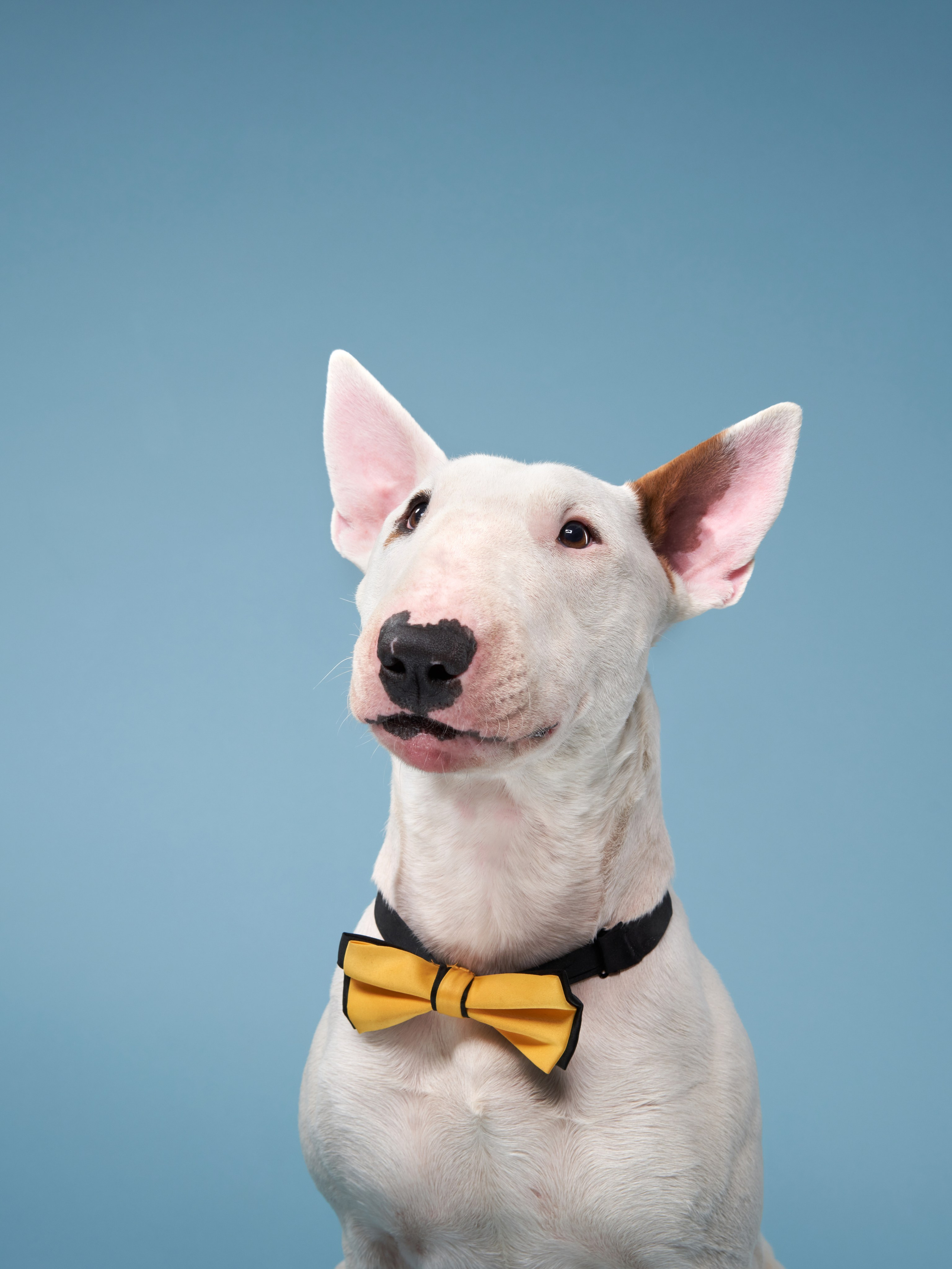 Фотографии собак и кошек в студии Анималистика. Фотограф-анималист Аверьянова Анна — Художественная фотосъёмка собак