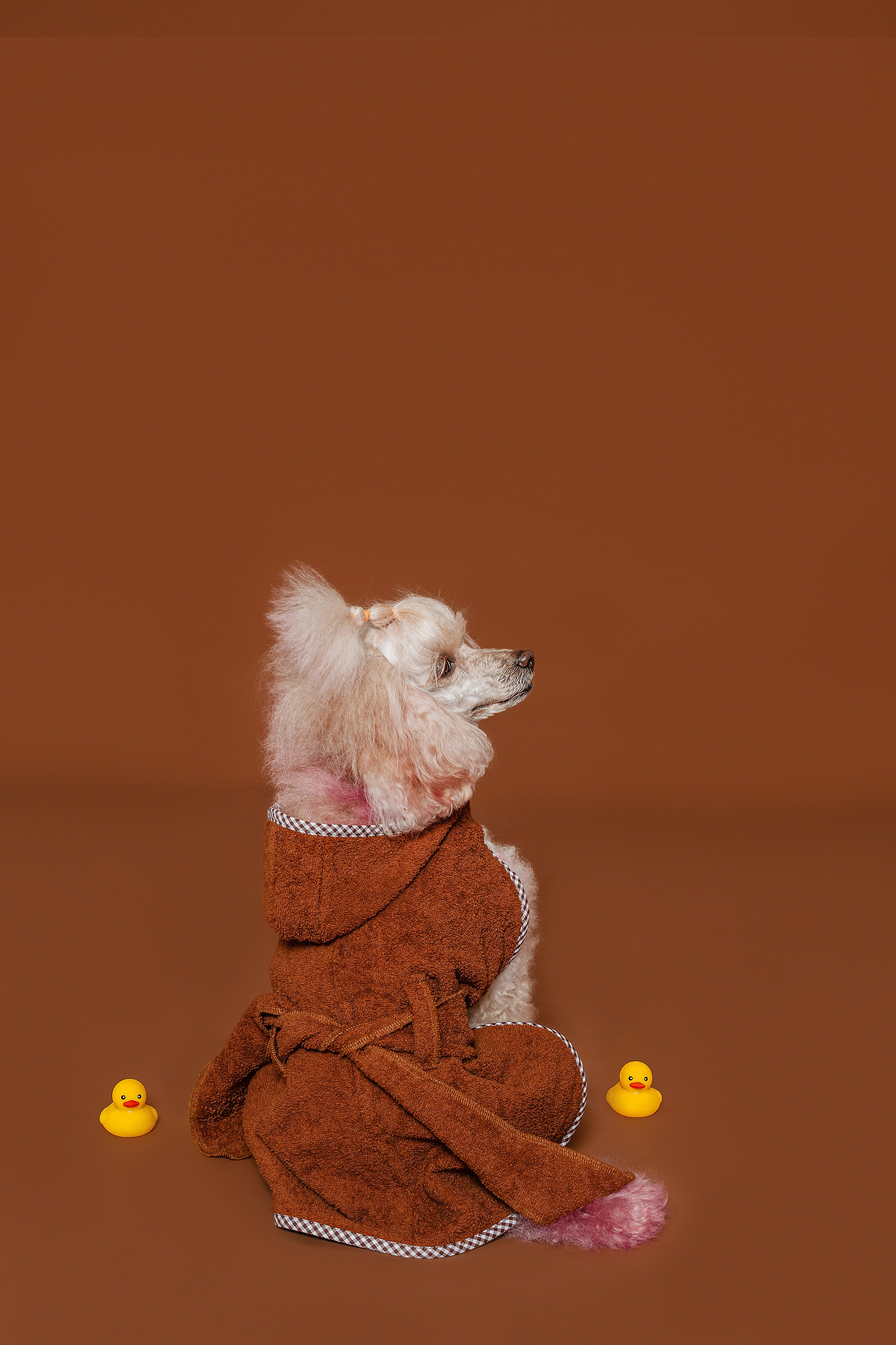 Съемка для бренда TEDDYBOY. Фотограф-анималист Татьяна Степанова