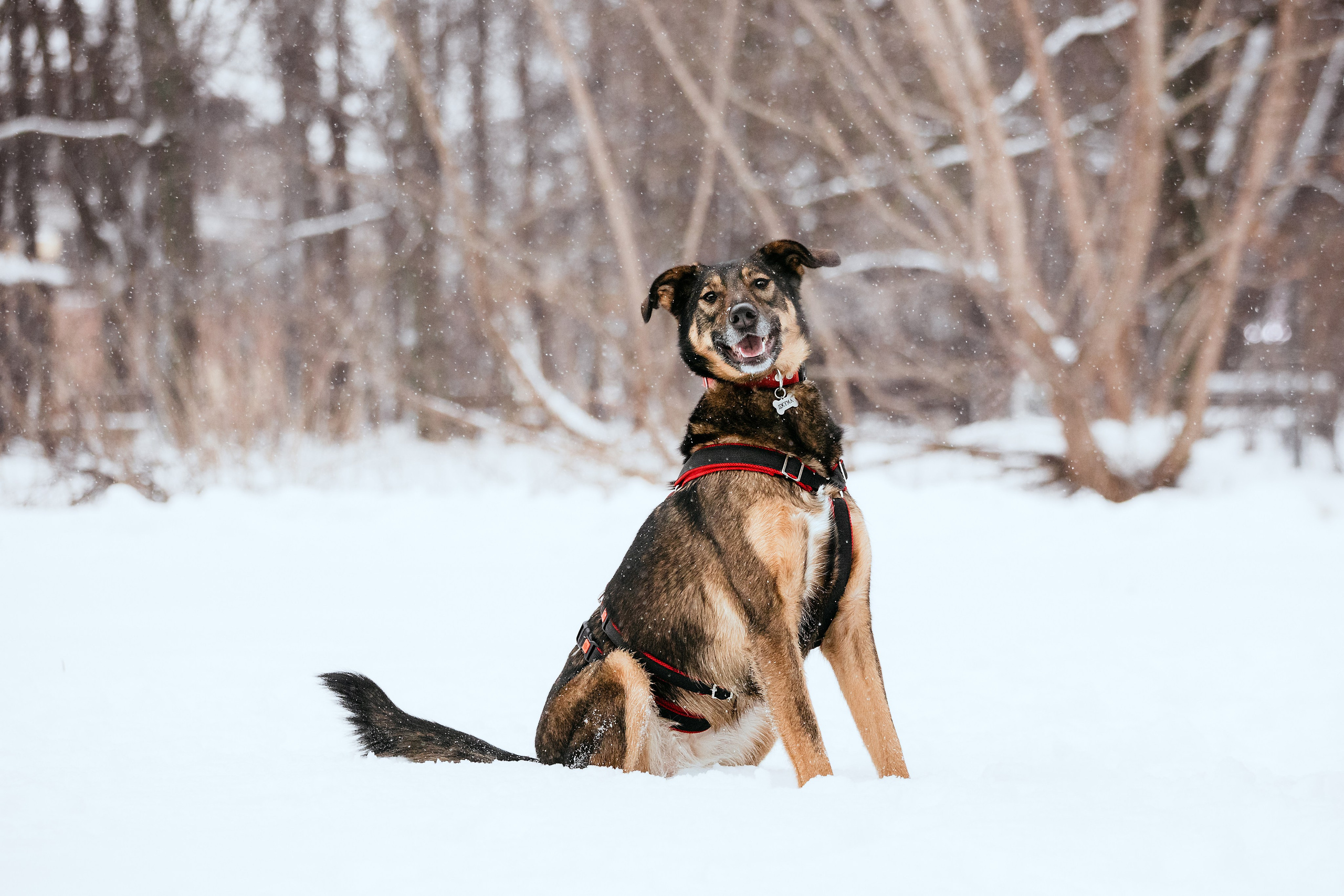 Собаки из приюта Дубовая роща зима. Фотограф-анималист Татьяна Степанова
