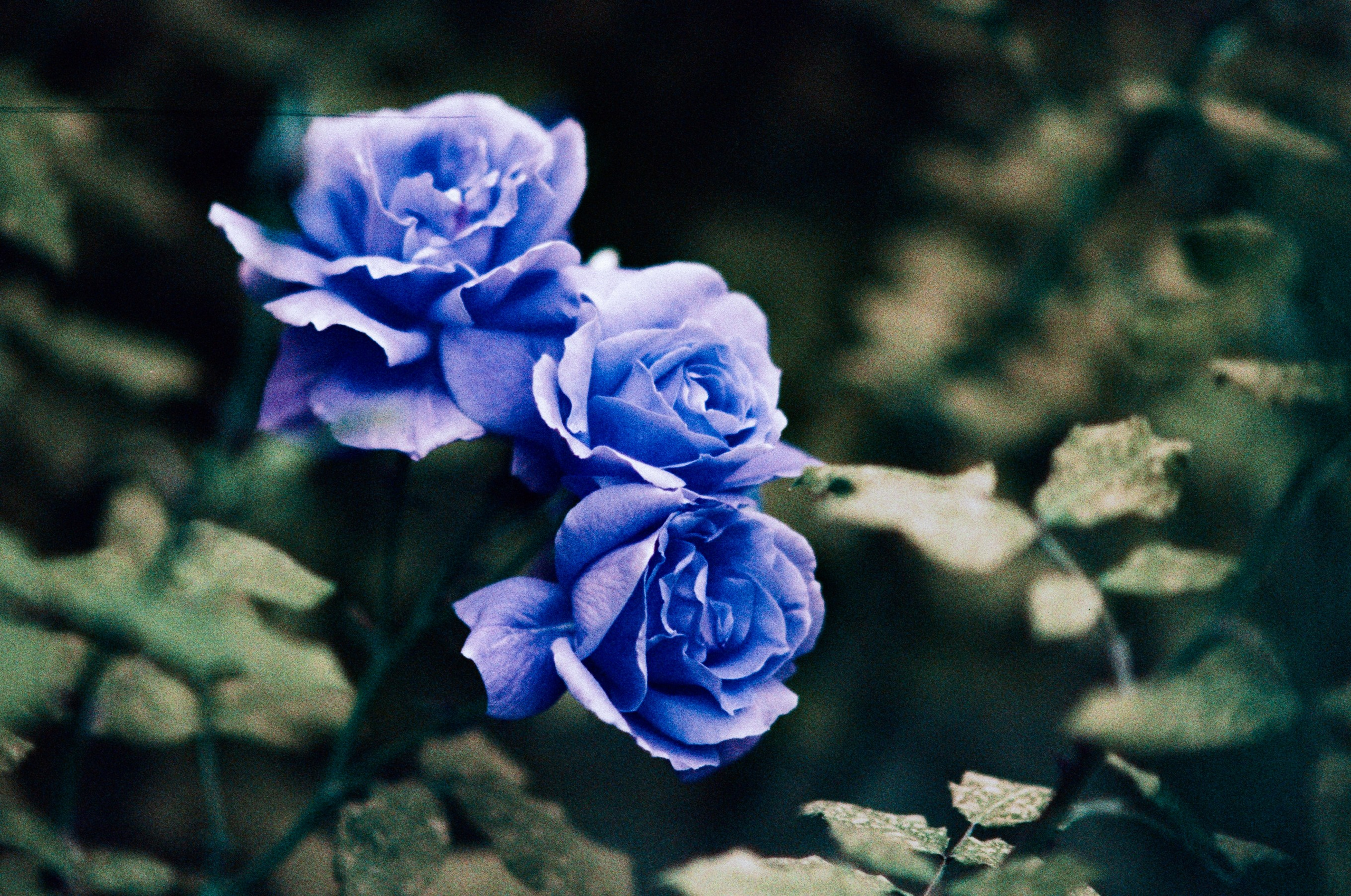 Pain shopping // ukraine, crimea III. EVER EXPOSED