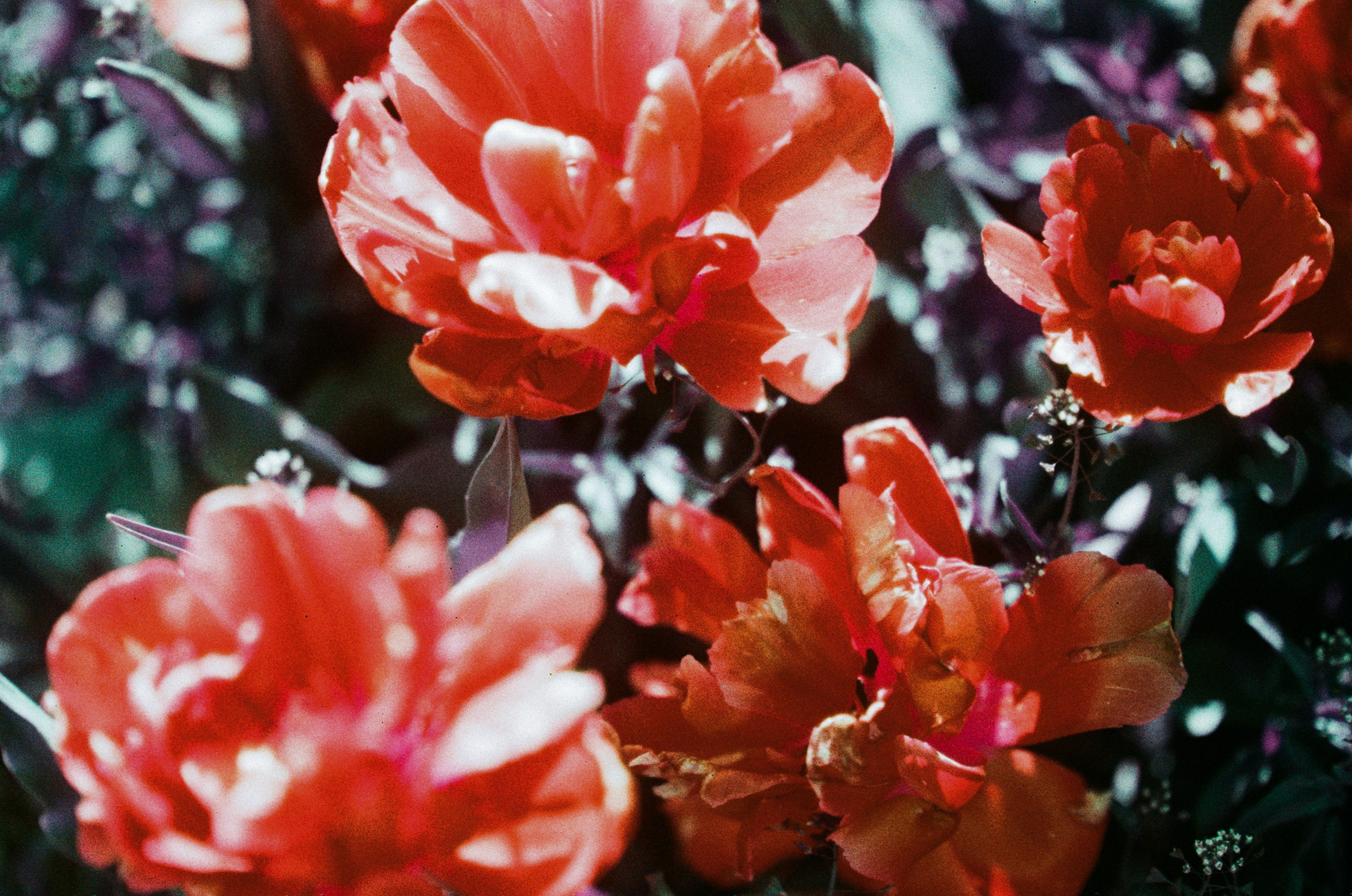 Press enter to exit // ukraine, crimea X. EVER EXPOSED