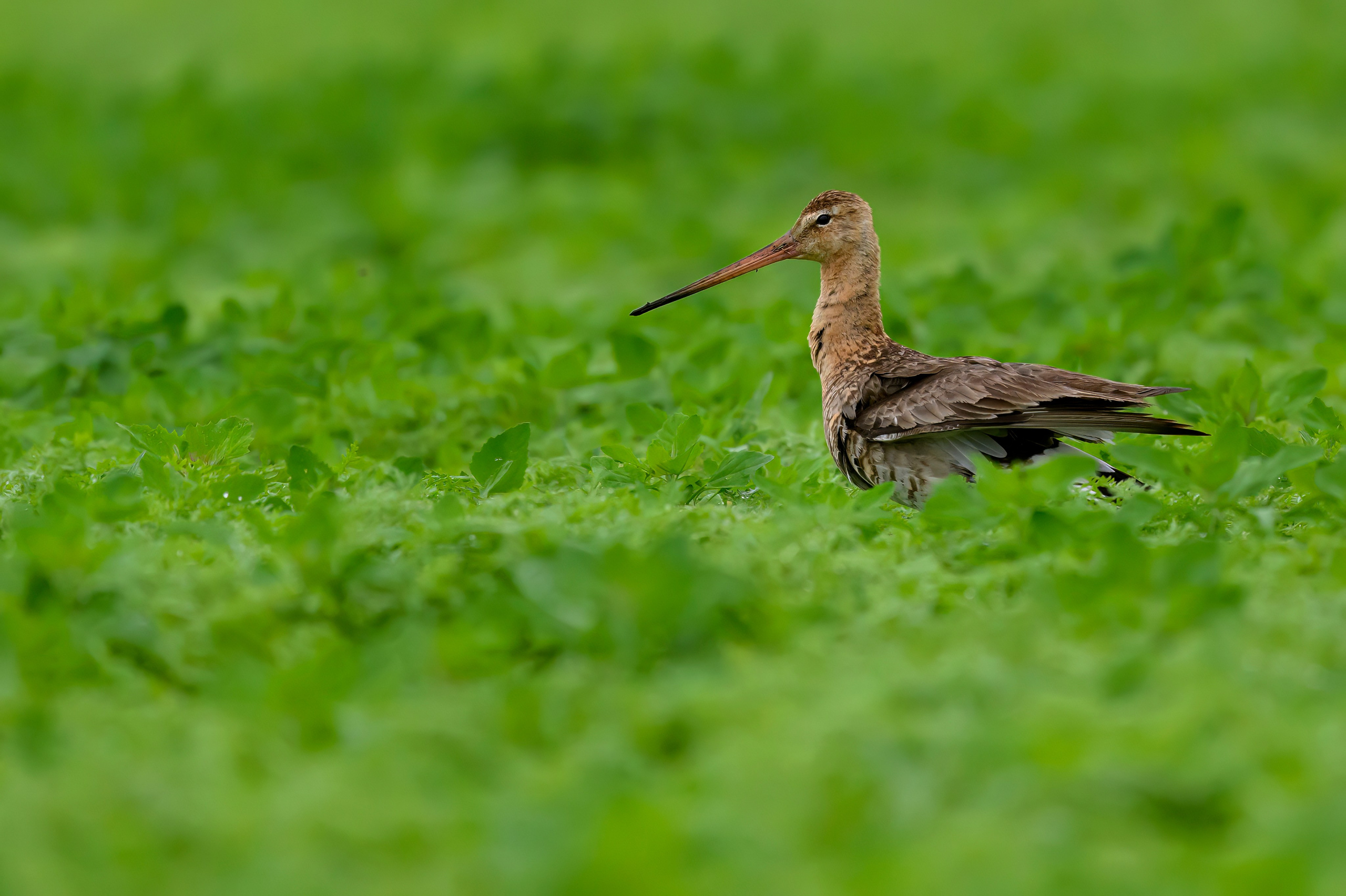 Веретенник. Фотограф Сергей Пупонин