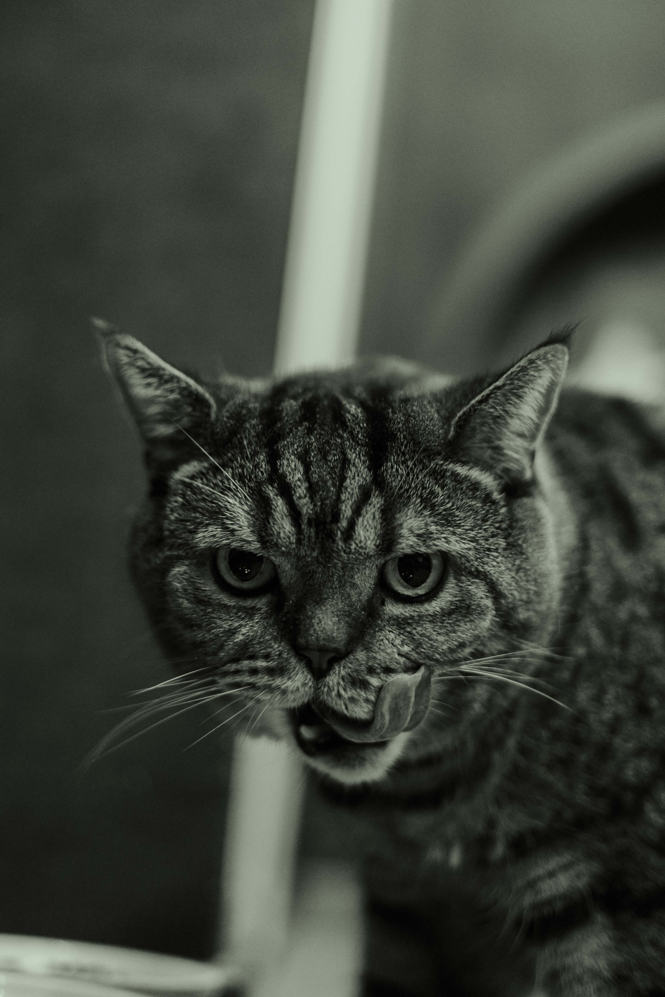 Иксик, Маффин и Надя. Фотограф Анималист Екатерина Справцева в Нижнем Новгороде