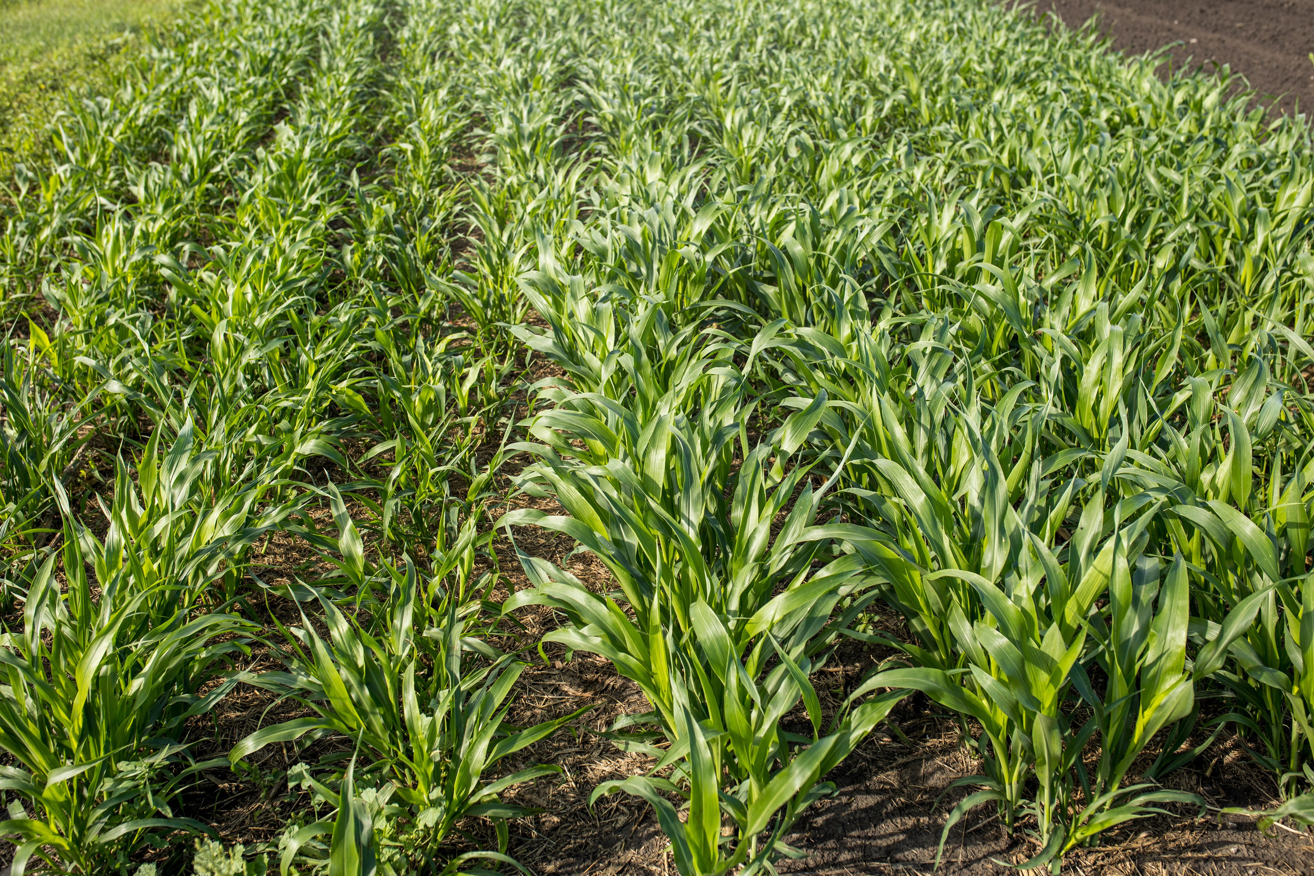 Решения для сельского хозяйства BASF 16.08.2022. Владислав Волков | Фотография и видеосъемка в Воронеже