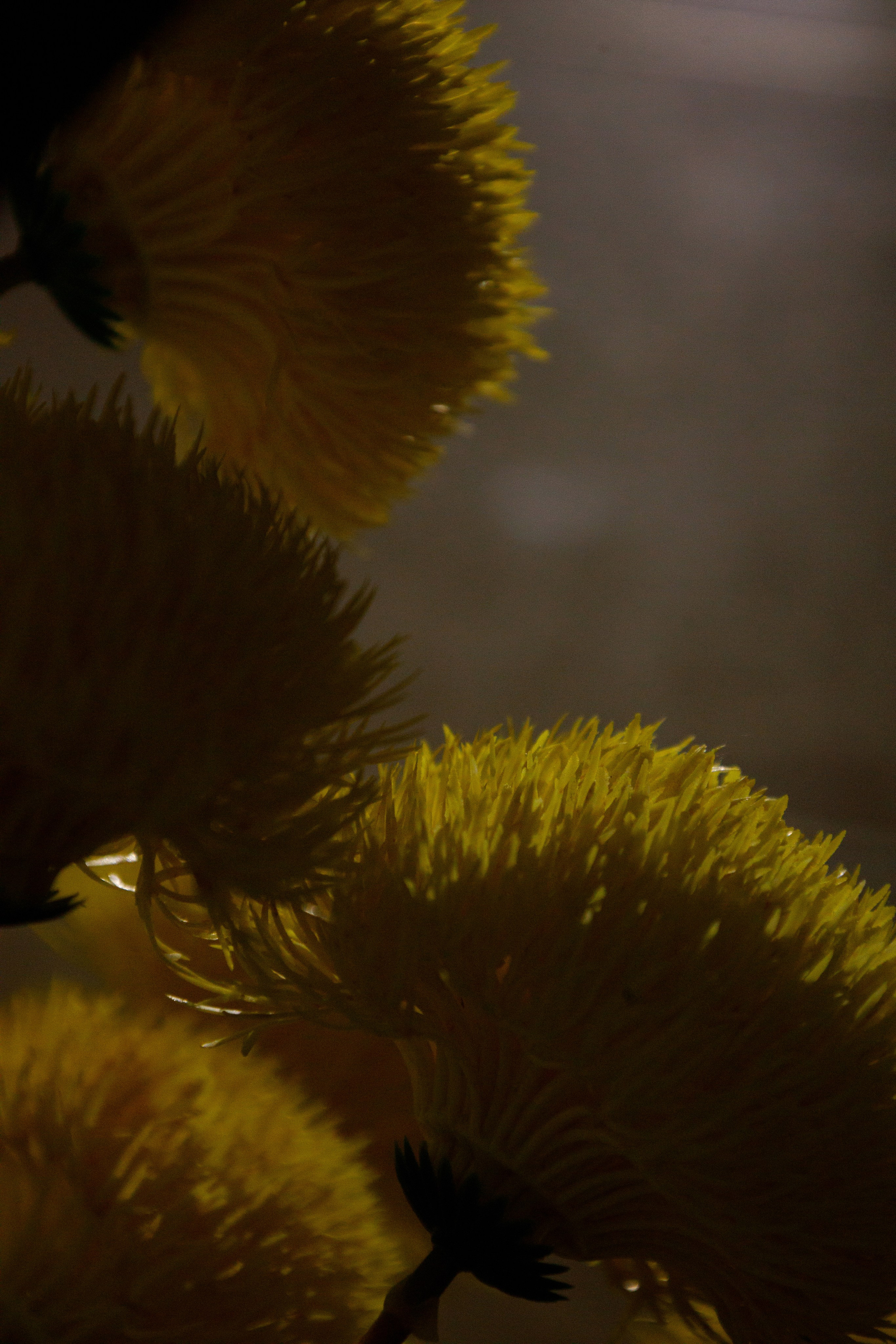 A|D. Свадебный и семейный фотограф в Саратове Анжела Борисова