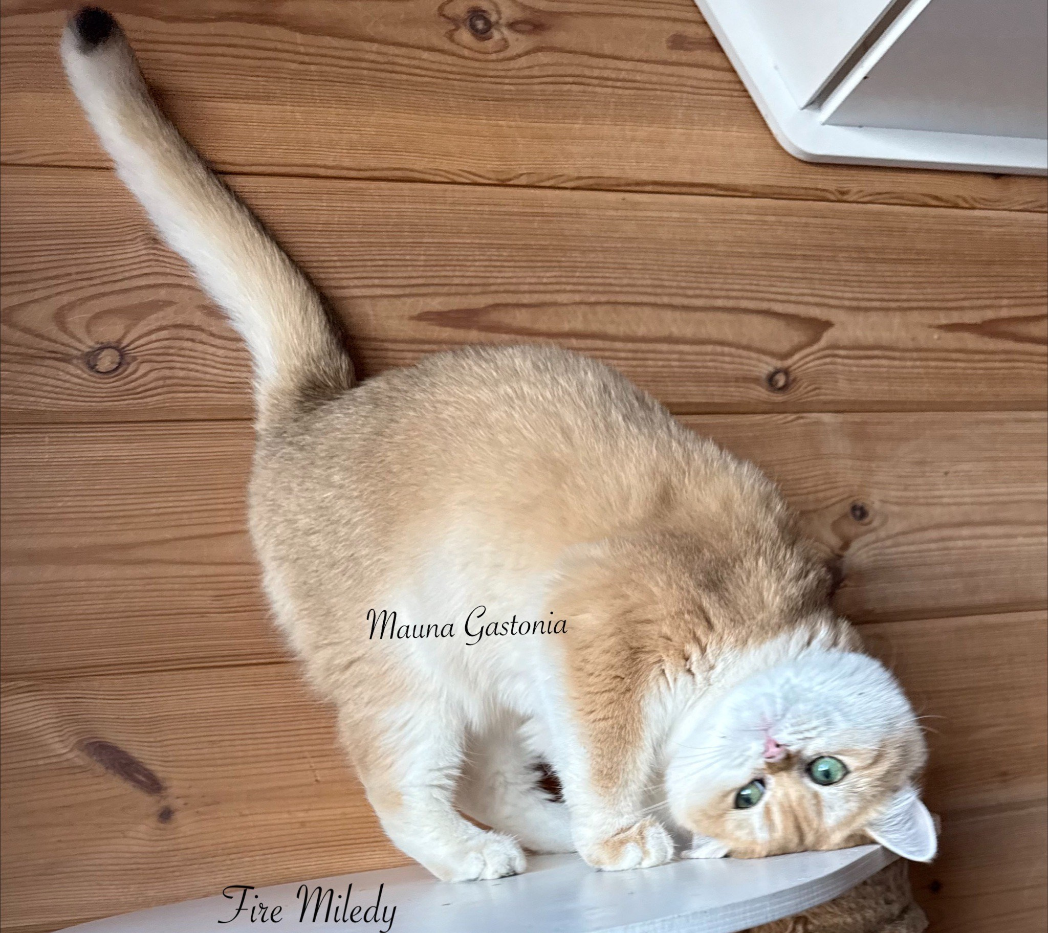 Fire Miledy. Mauna Gastonia