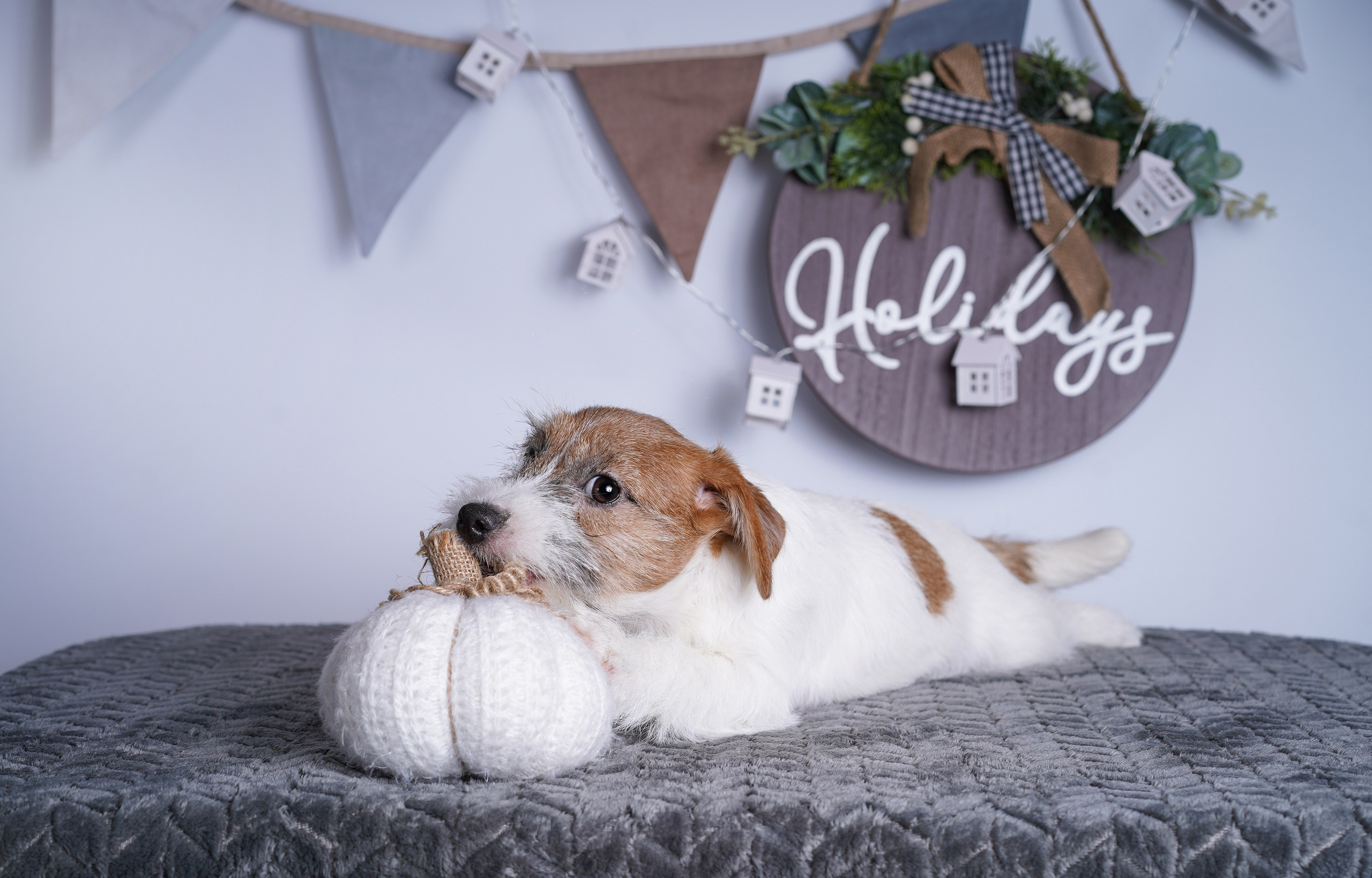 Щенки дрт. Фотограф-анималист в Санкт-Петербурге Яна Мартынова