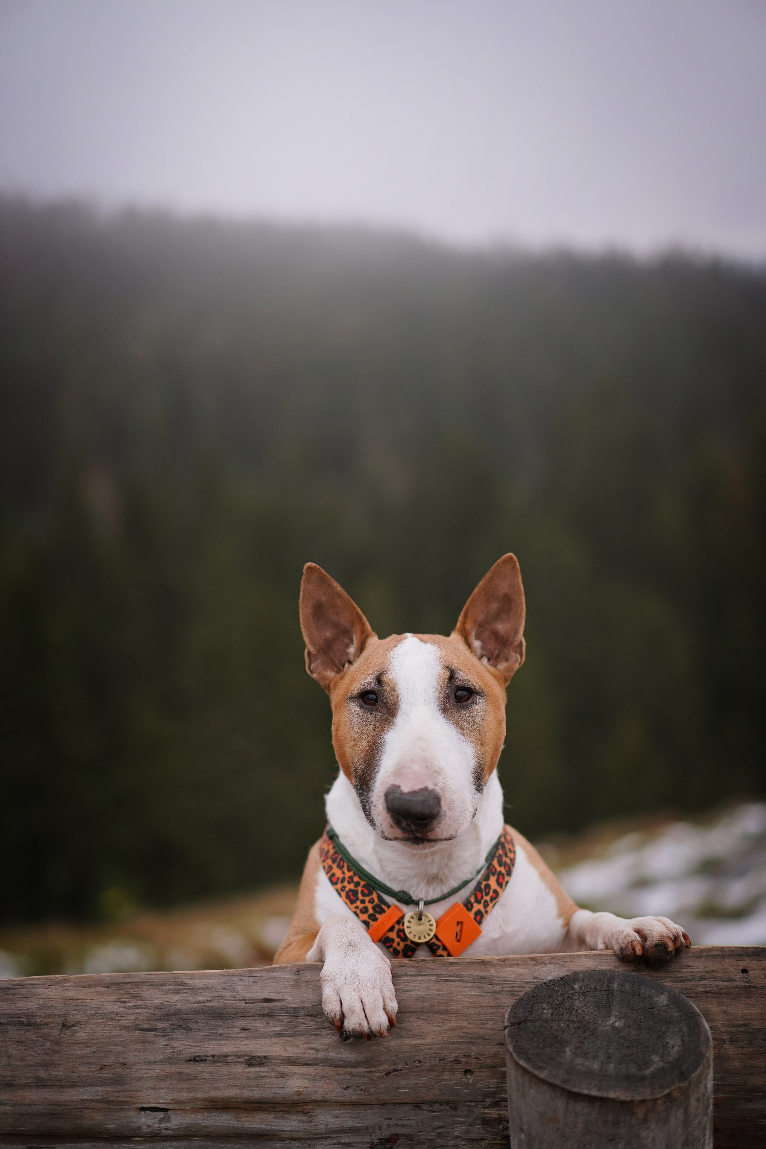 Юни на горе Паасо. Фотограф-анималист в Санкт-Петербурге Яна Мартынова