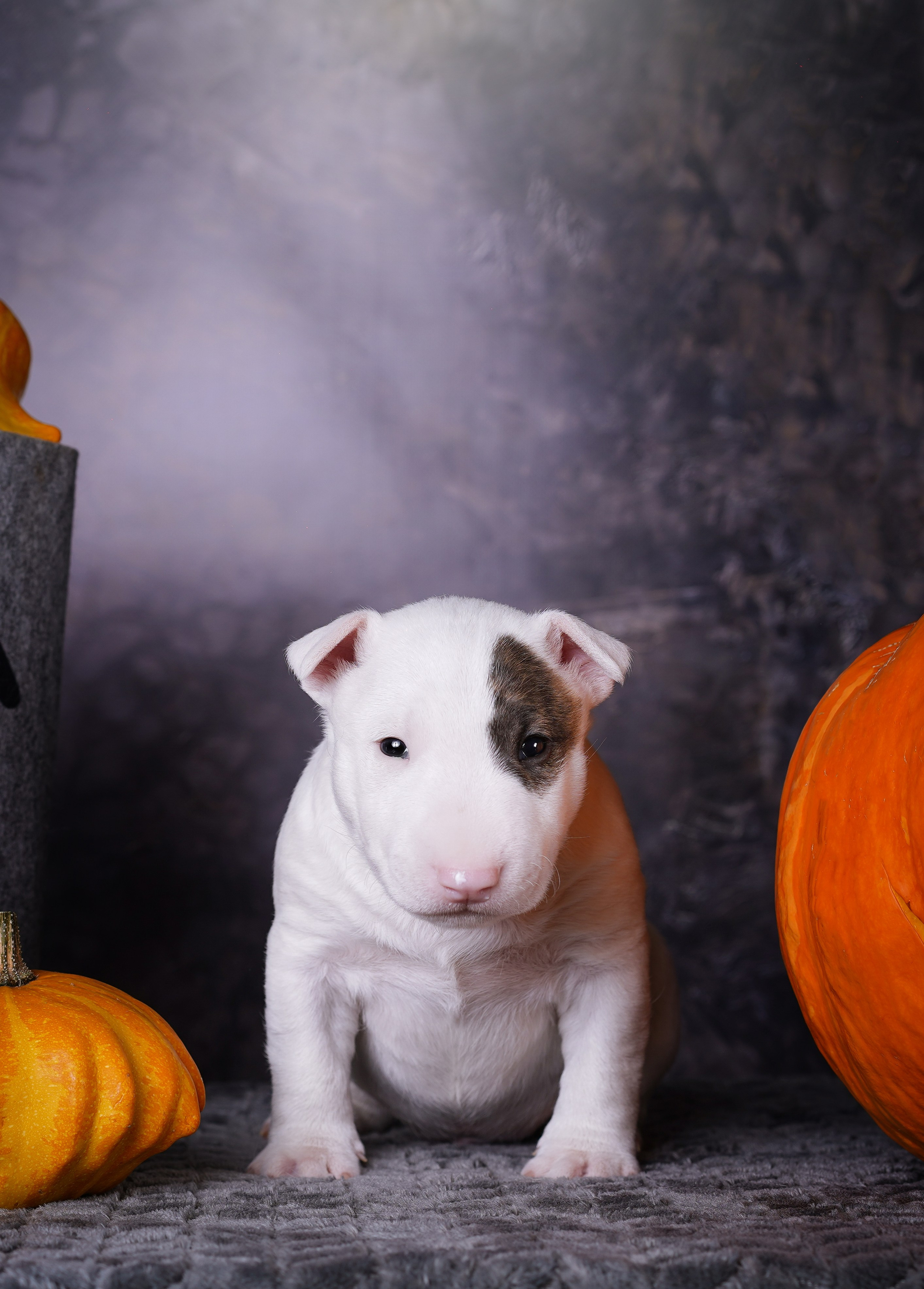 Щенки минибультерьера. Фотограф-анималист в Санкт-Петербурге Яна Мартынова