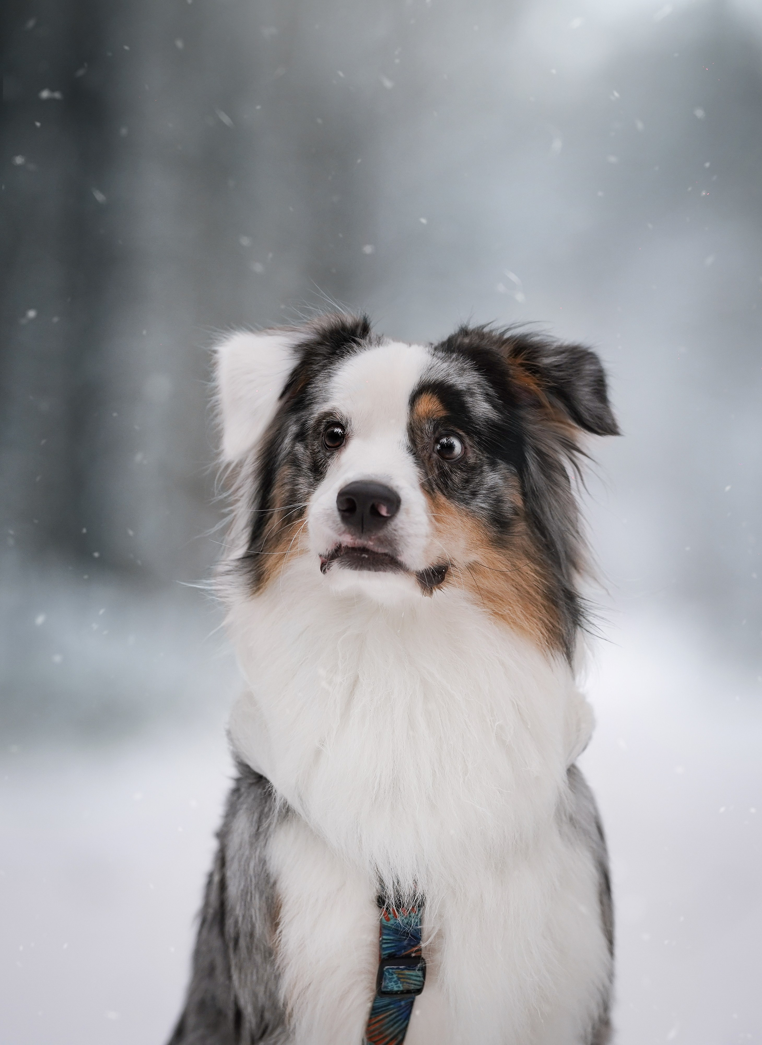 Антон Аиша и Римус. Фотограф-анималист в Санкт-Петербурге Яна Мартынова