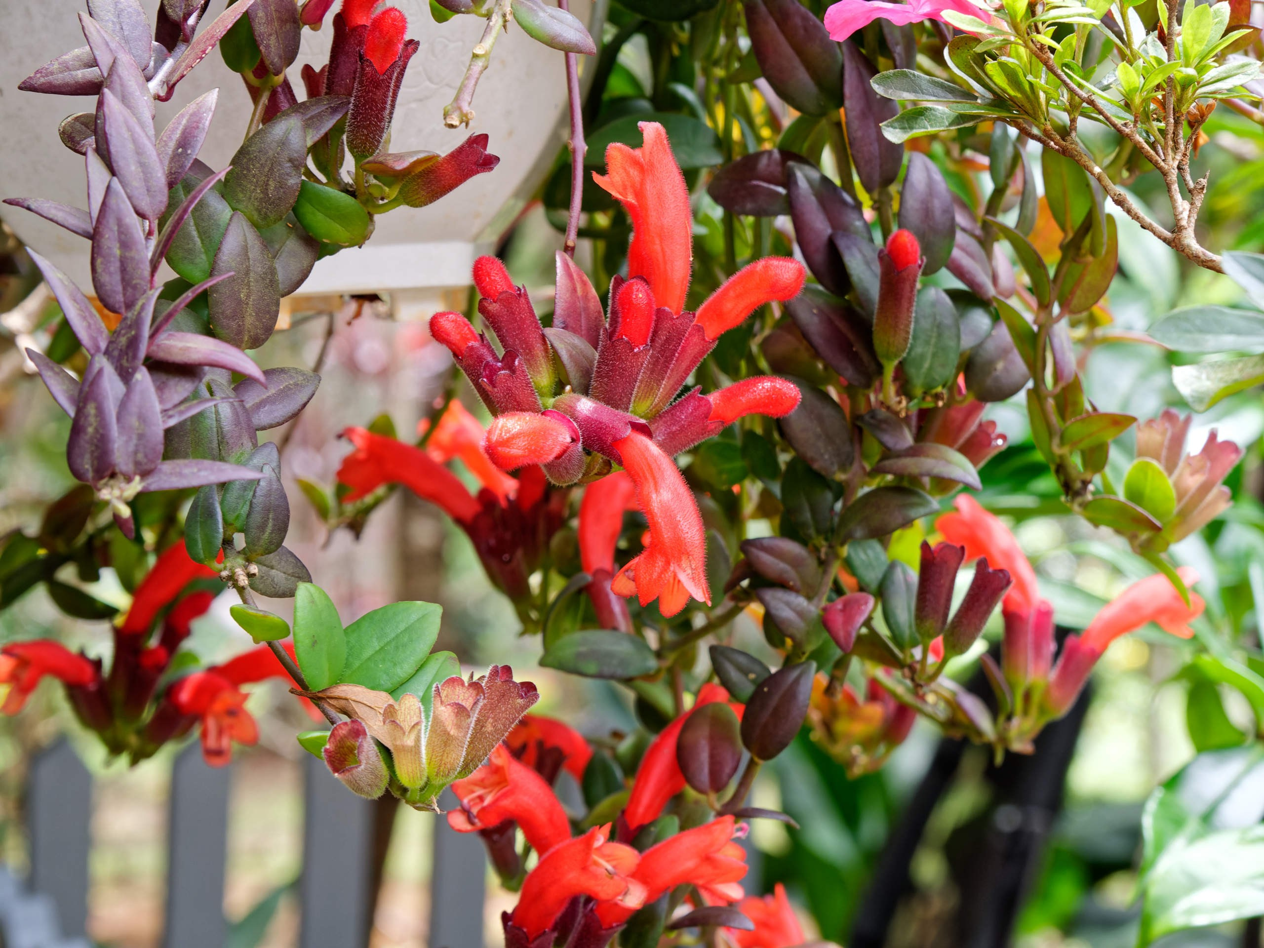 Далат 2023. Избранные фотографии