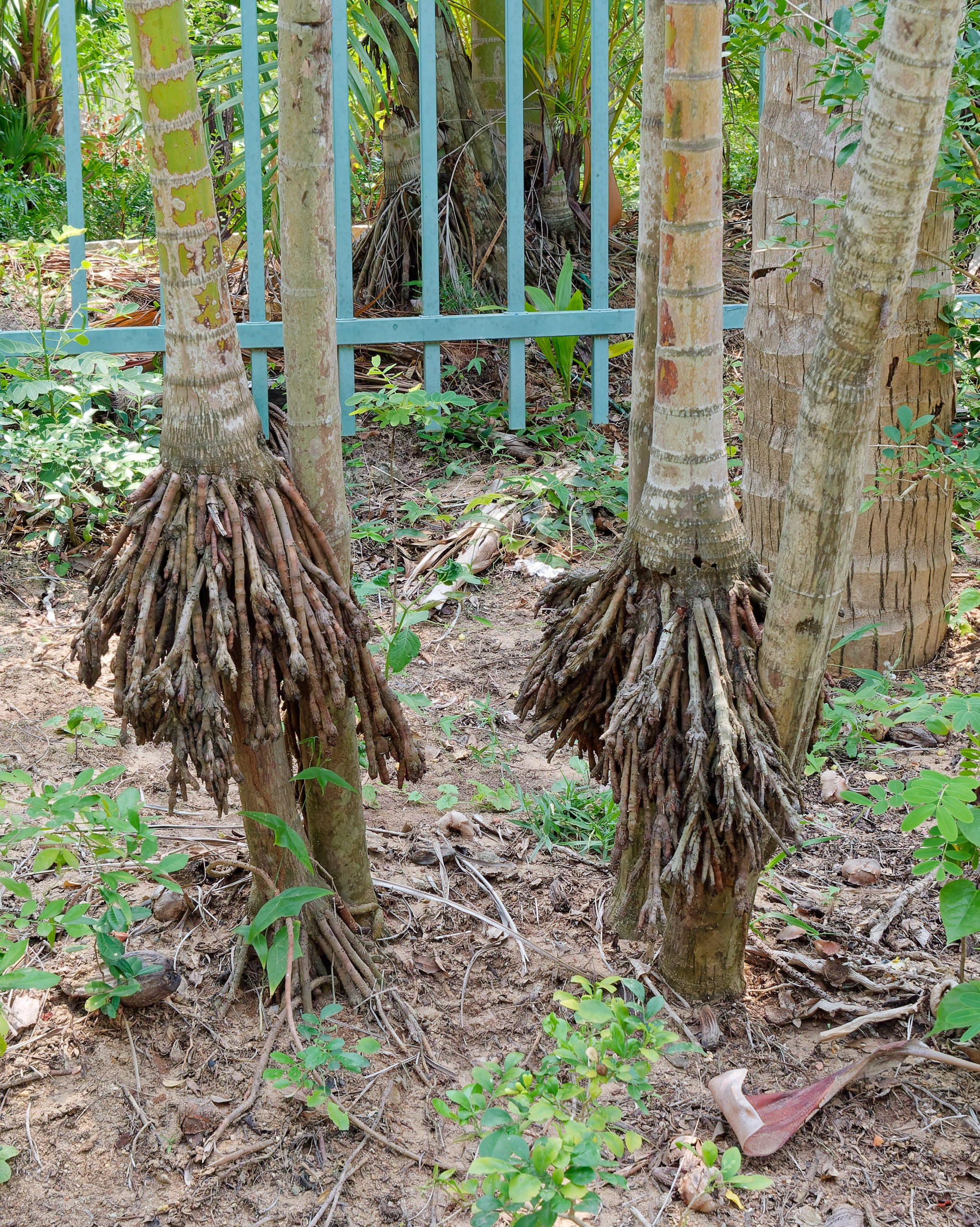 Хайнань 2026, флора, цветы и деревья. Фотопрогулки по Миру
