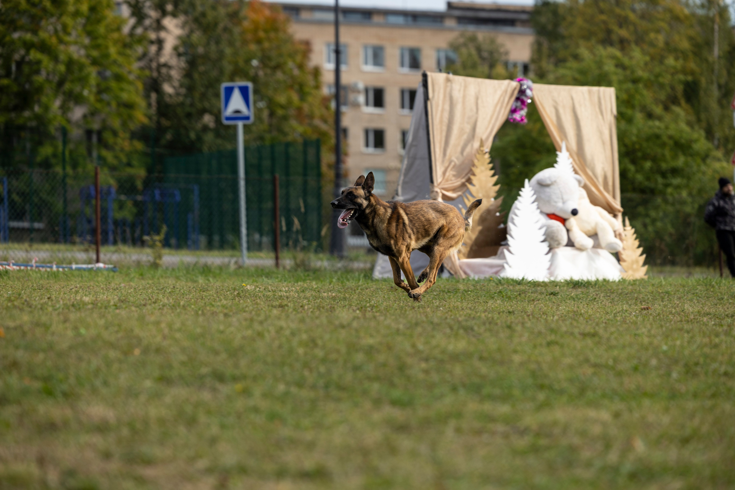 Испытания по Мондьорингу г. Пушкин. Фотограф-анималист Анна Маринич