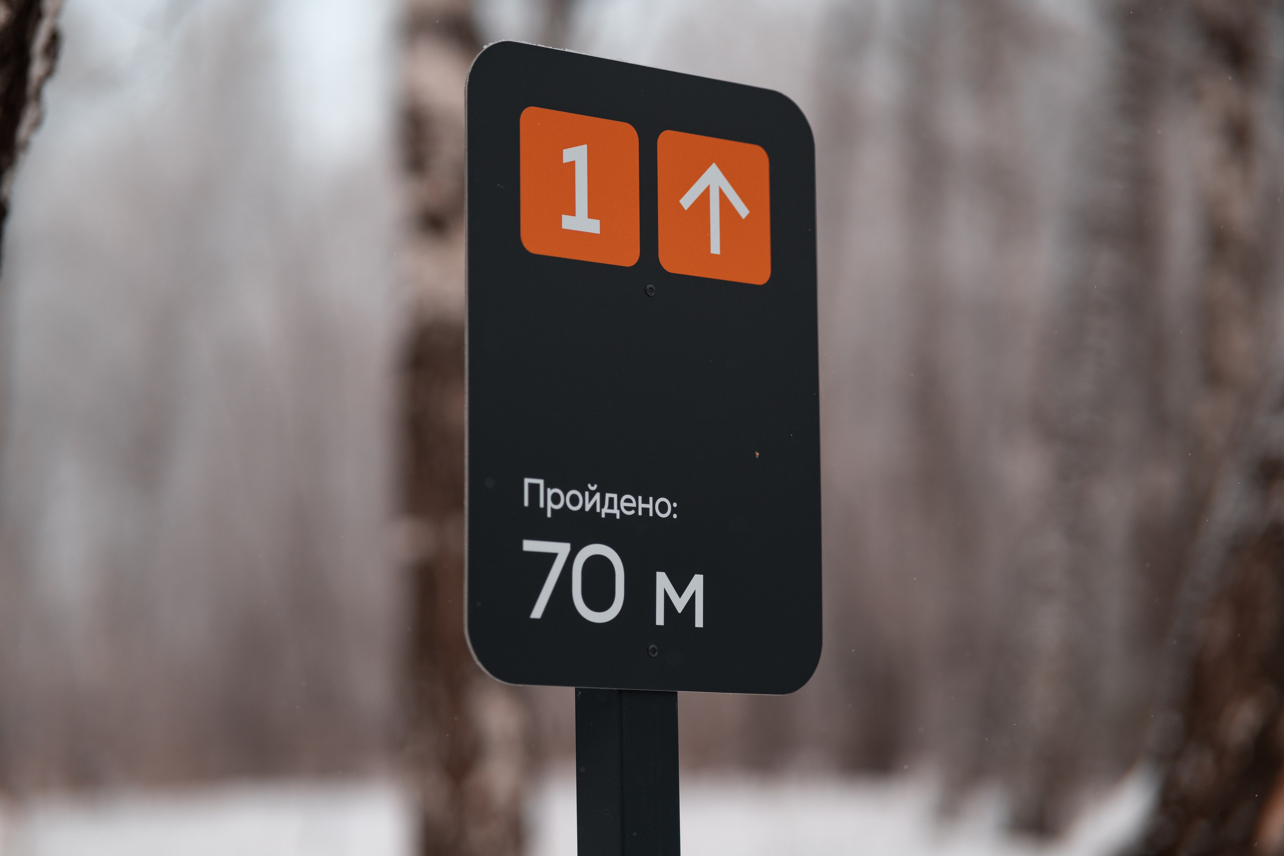 Берёзовая роща в Красноярске. Репортажный фотограф Красноярск Алекс Чампакхам