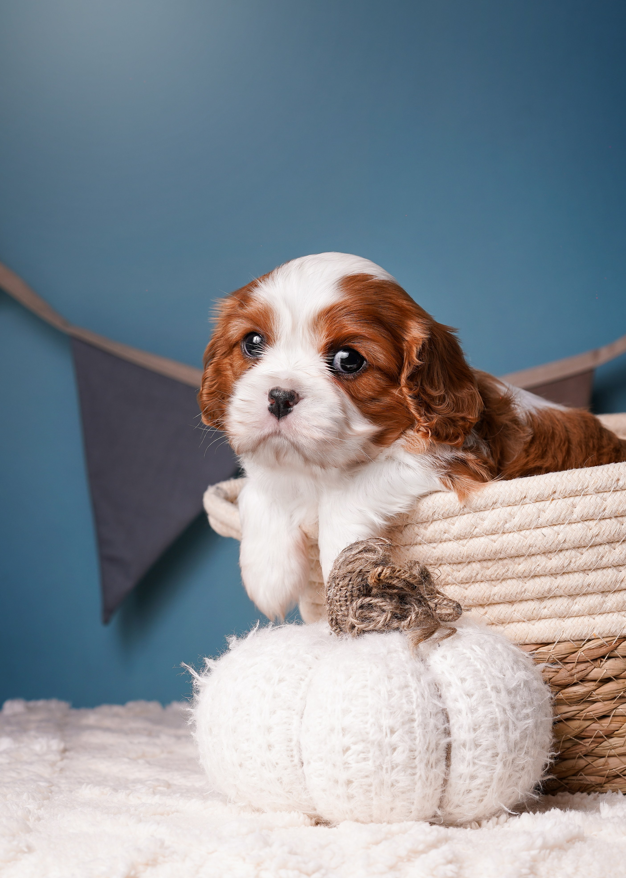 Щенки кавалера. Фотограф-анималист в Санкт-Петербурге Яна Мартынова