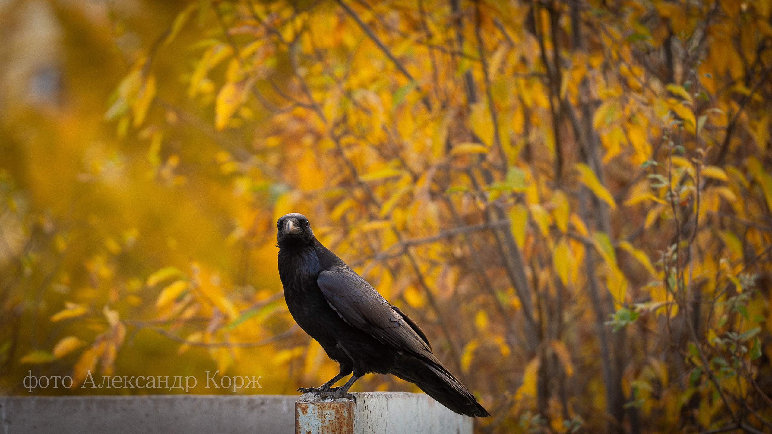 Животные. Фотографии и видеосъемка, Айхал, Удачный, Якутия. Фотографии Айхал