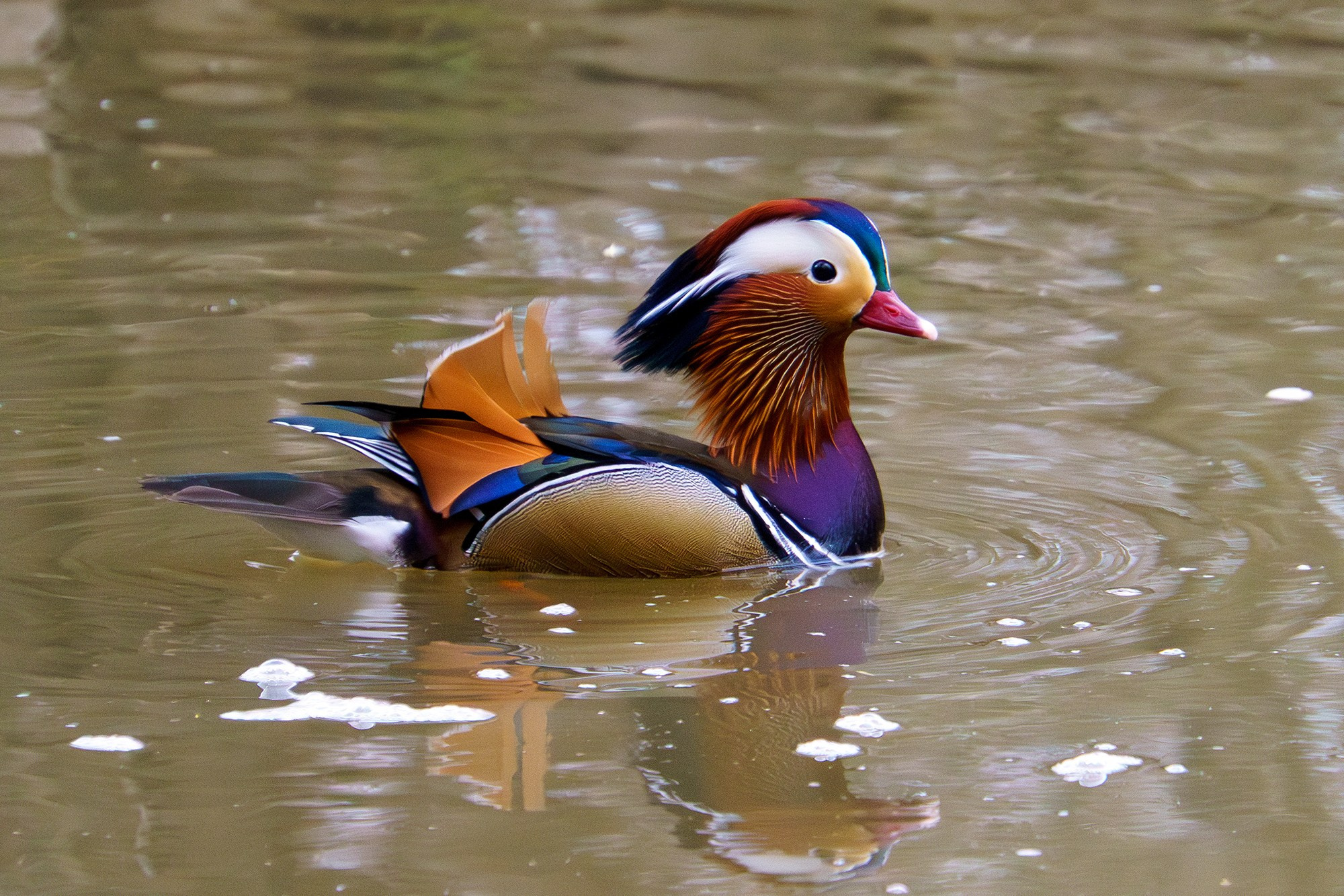Удивительные мир птиц. Вокруг нас столько прекрасного — присмотритесь!. Ваш личный фотограф Марина Волкова
