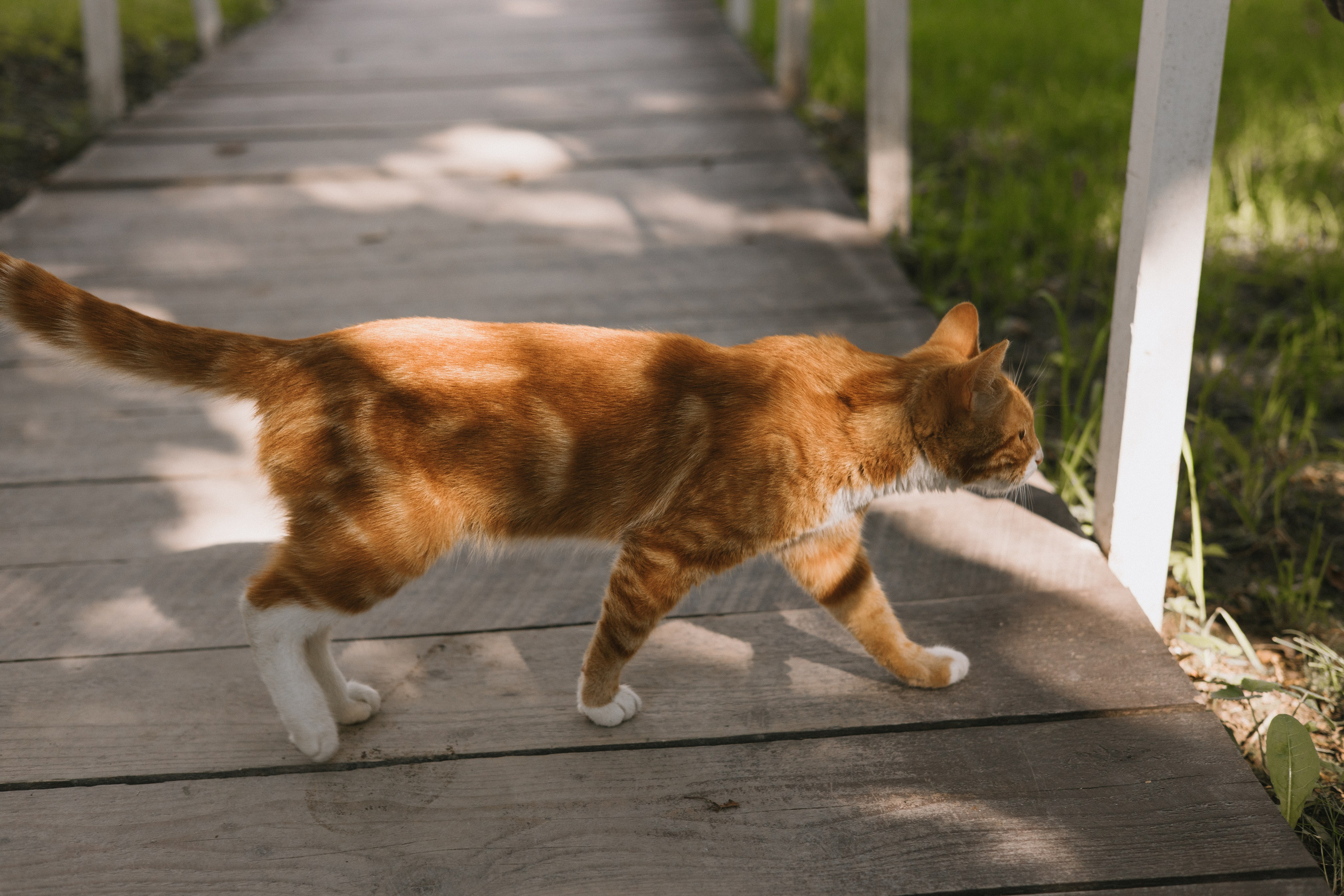 32 человека и 1 кот. Свадебный и семейный фотограф в Санкт-Петербурге и Москве