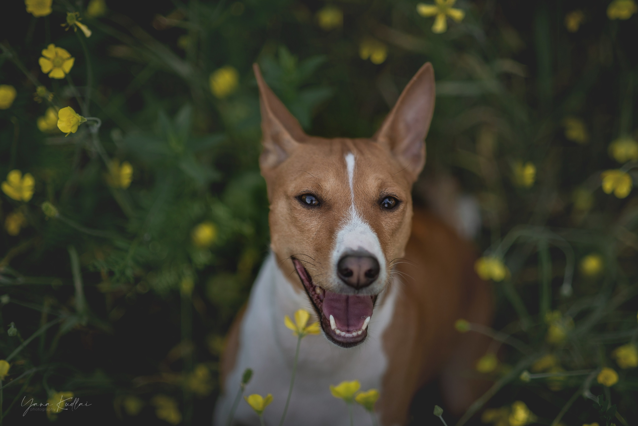 Два неугомонных бассенджи — Ива и Икс. Фотограф анималист Ставрополь Яна Кудлай