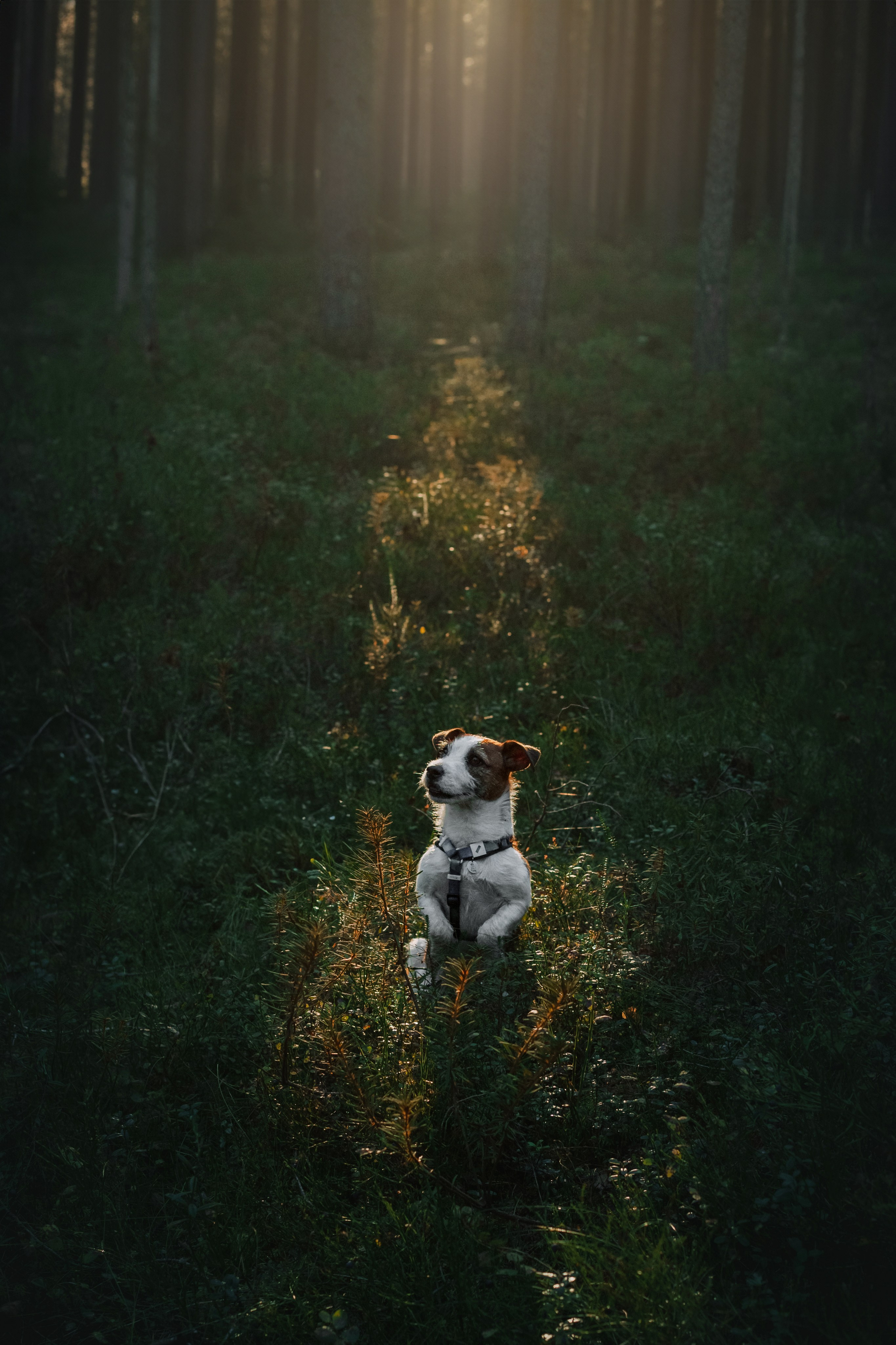 Фотопрогулка в Ленобласти. Фотограф-анималист Татьяна Степанова