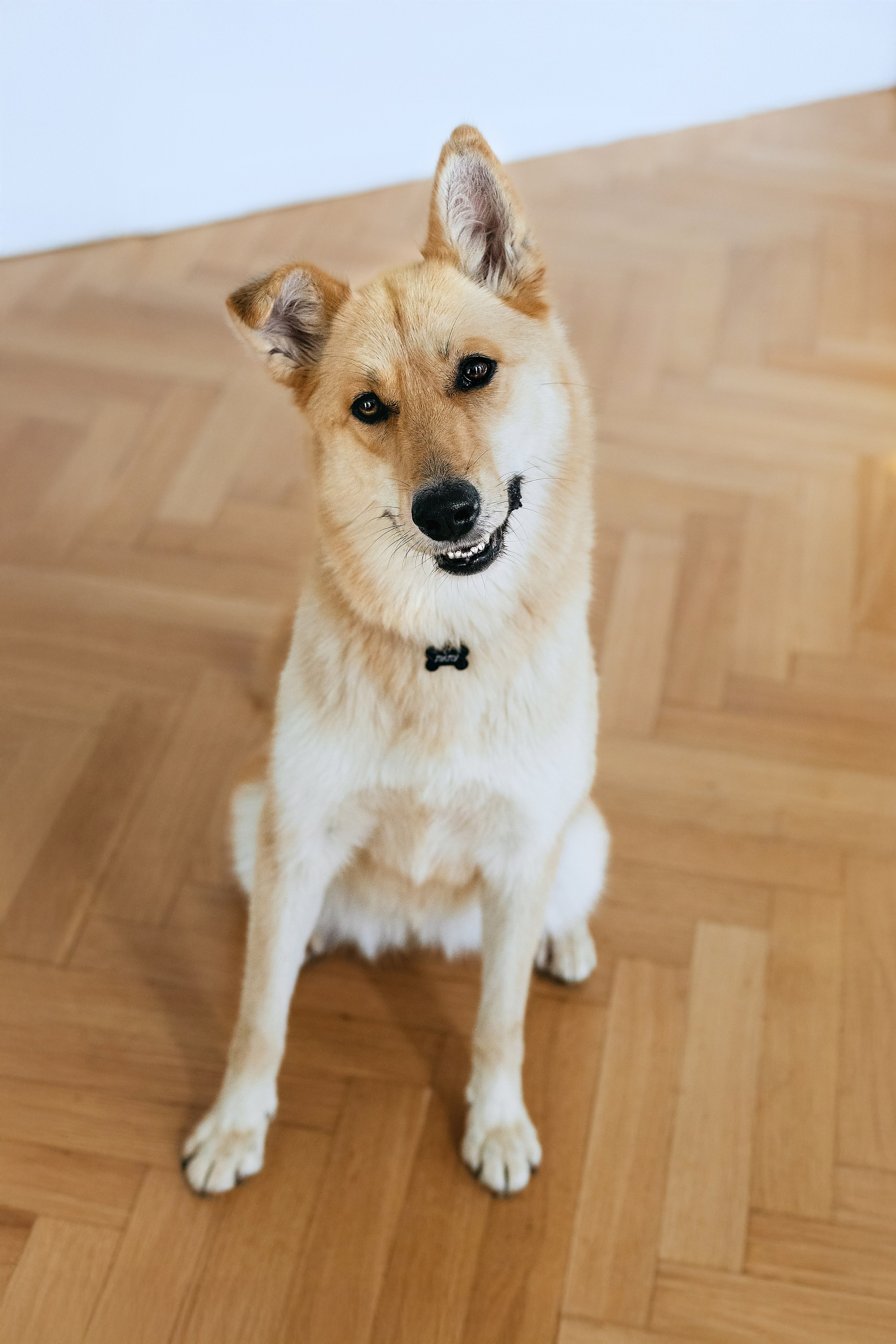 Студия лето 2025. Фотограф-анималист Татьяна Степанова