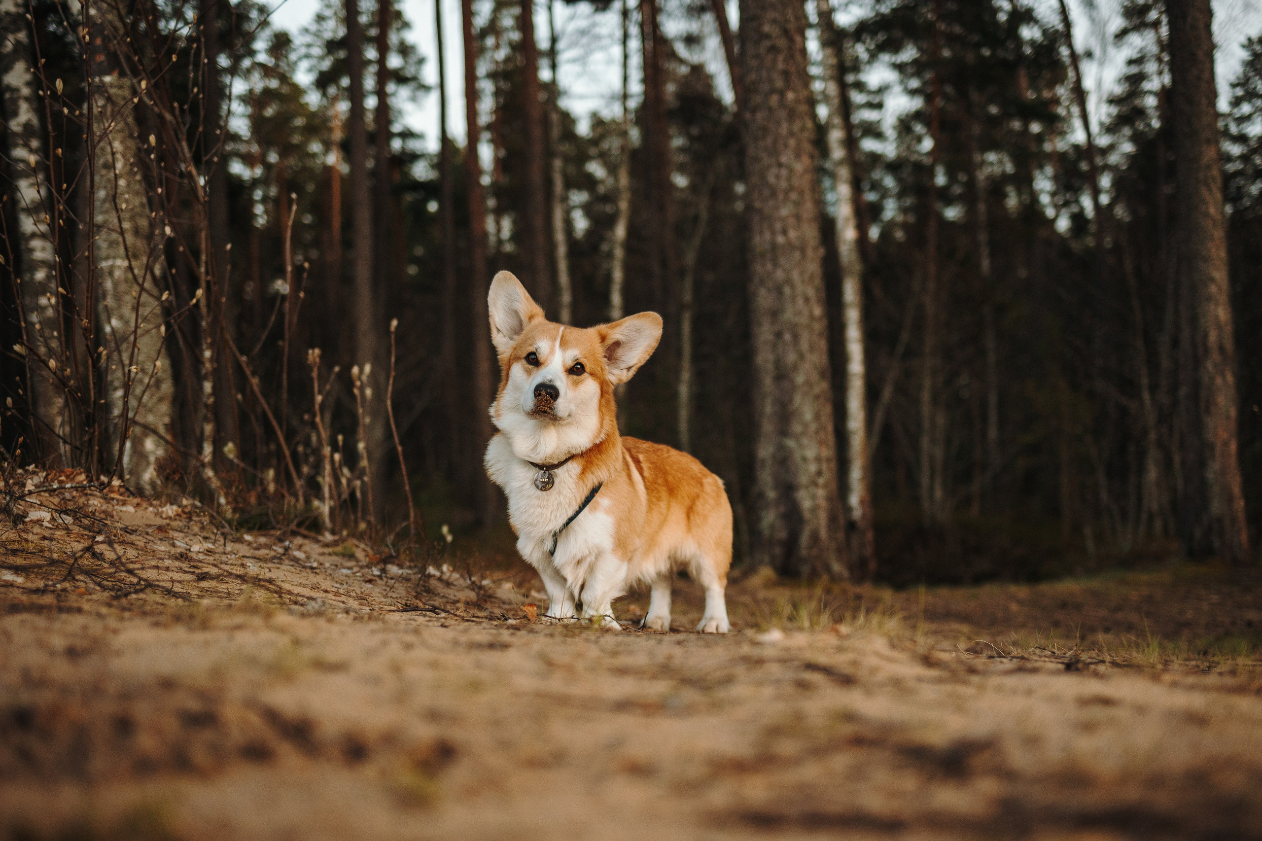 Найт и его семья. Фотограф — Анималист | Санкт-Петербург