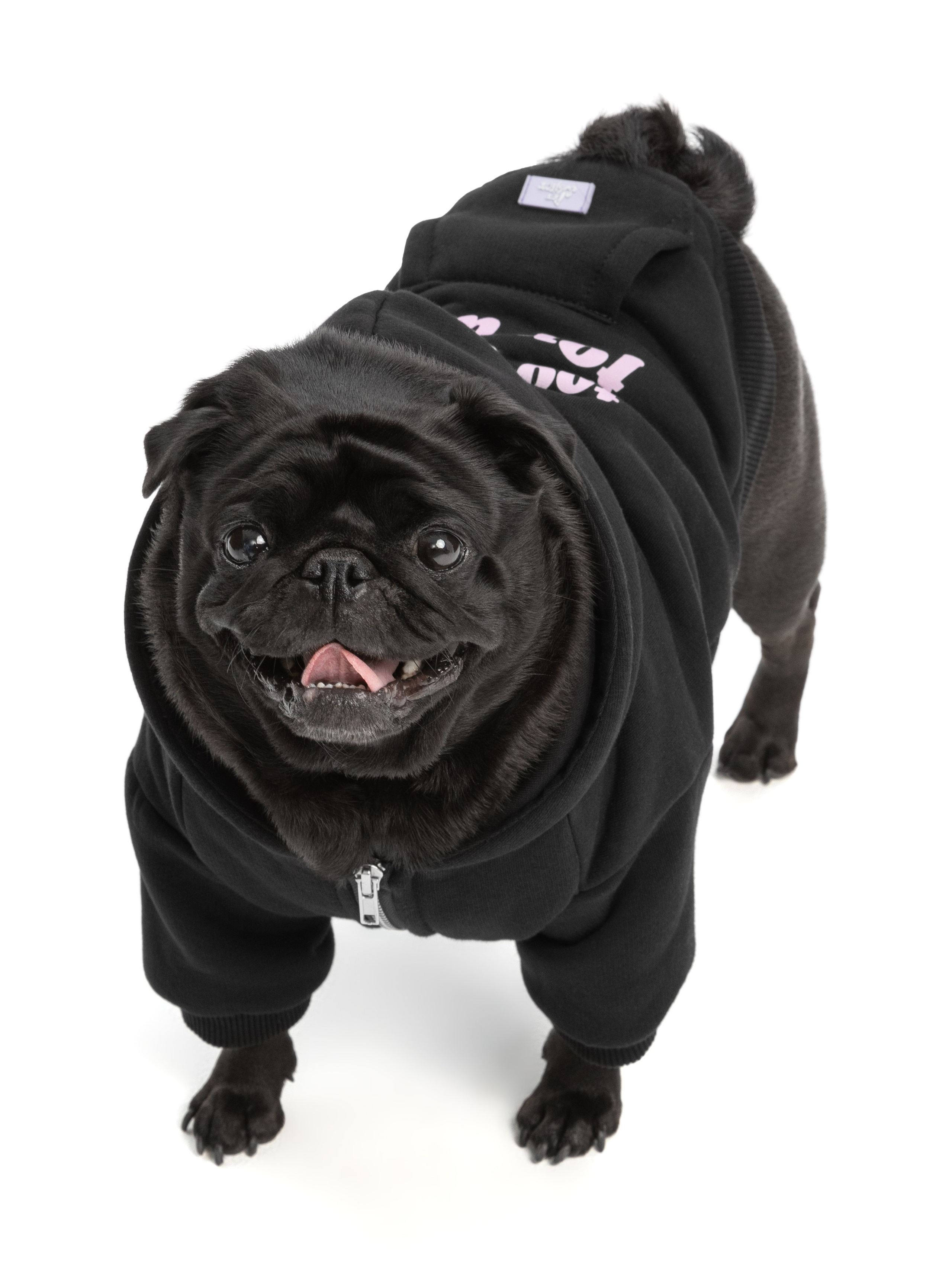 Одежда для собак Pet Subject. Олег Дмитриев