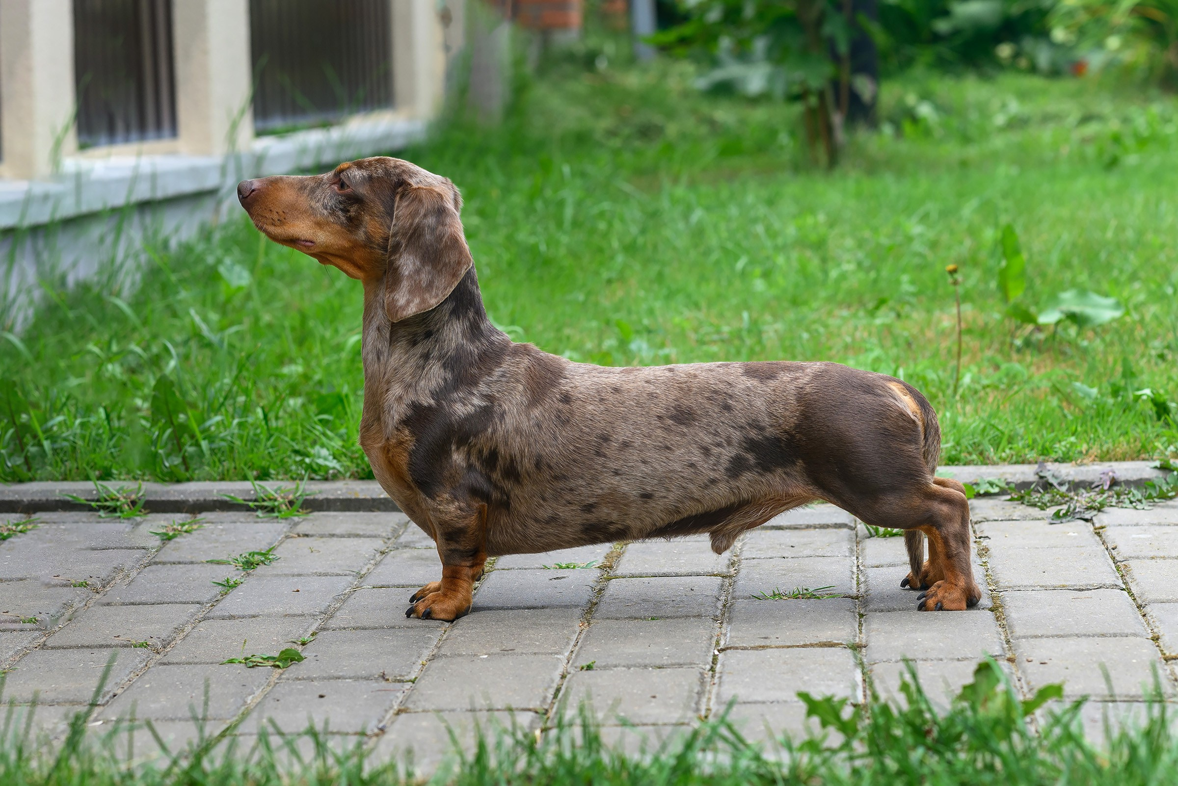 ЖЫВЁЛЫ. Вясельны і партрэтны фатограф Сяргей Клемянок
