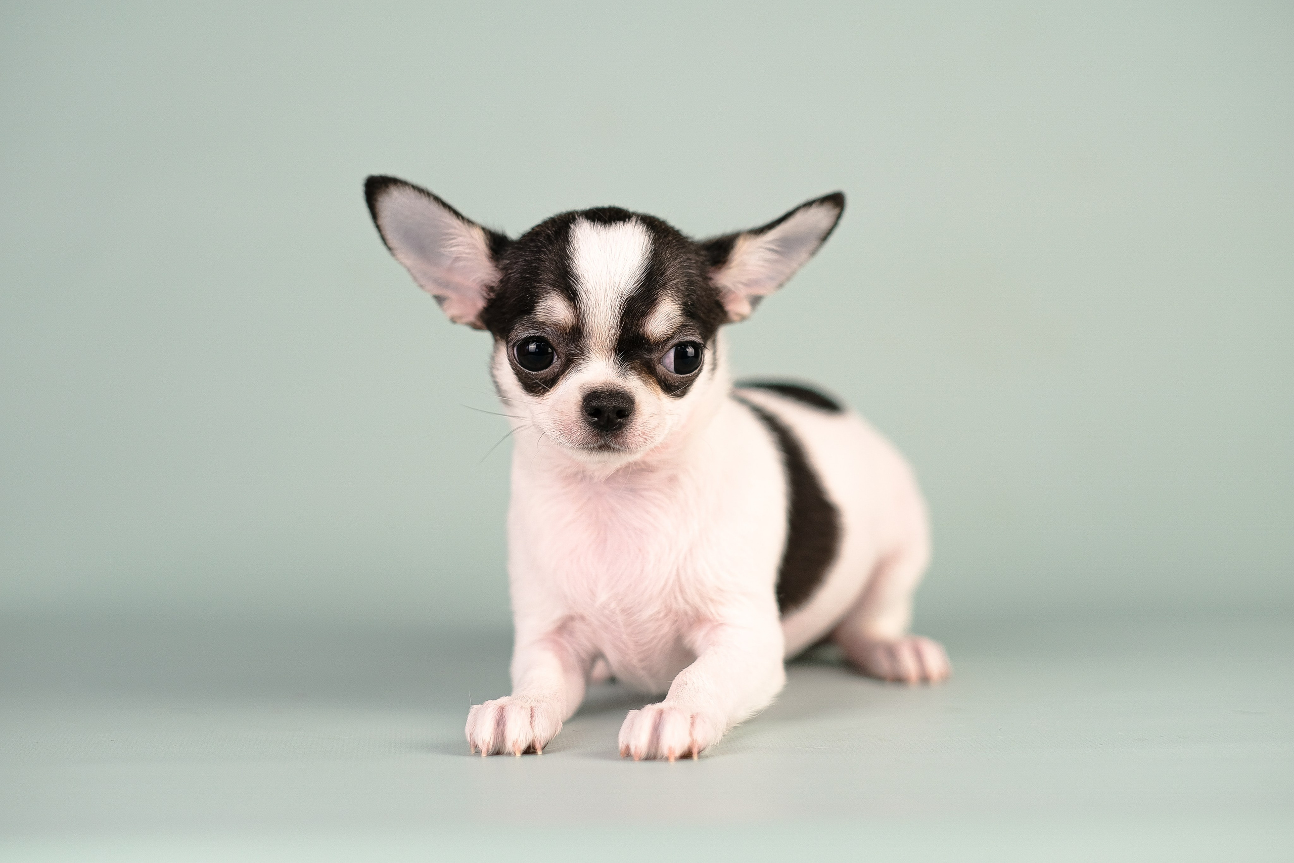 Чихуа хуа. Фотограф и видеограф анималист Аганина Дарья