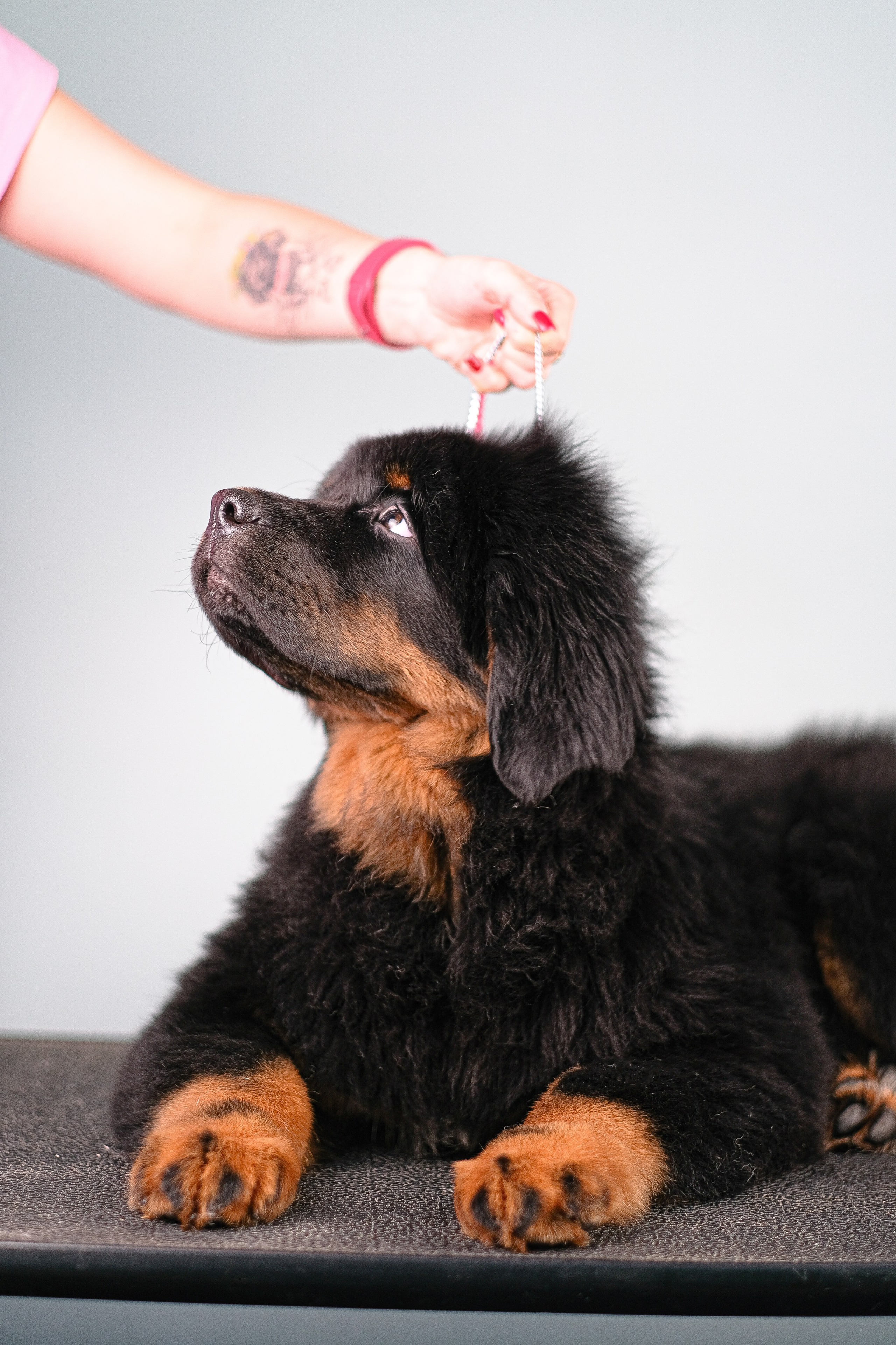 Тибетский мастиф. Фотограф и видеограф анималист Аганина Дарья