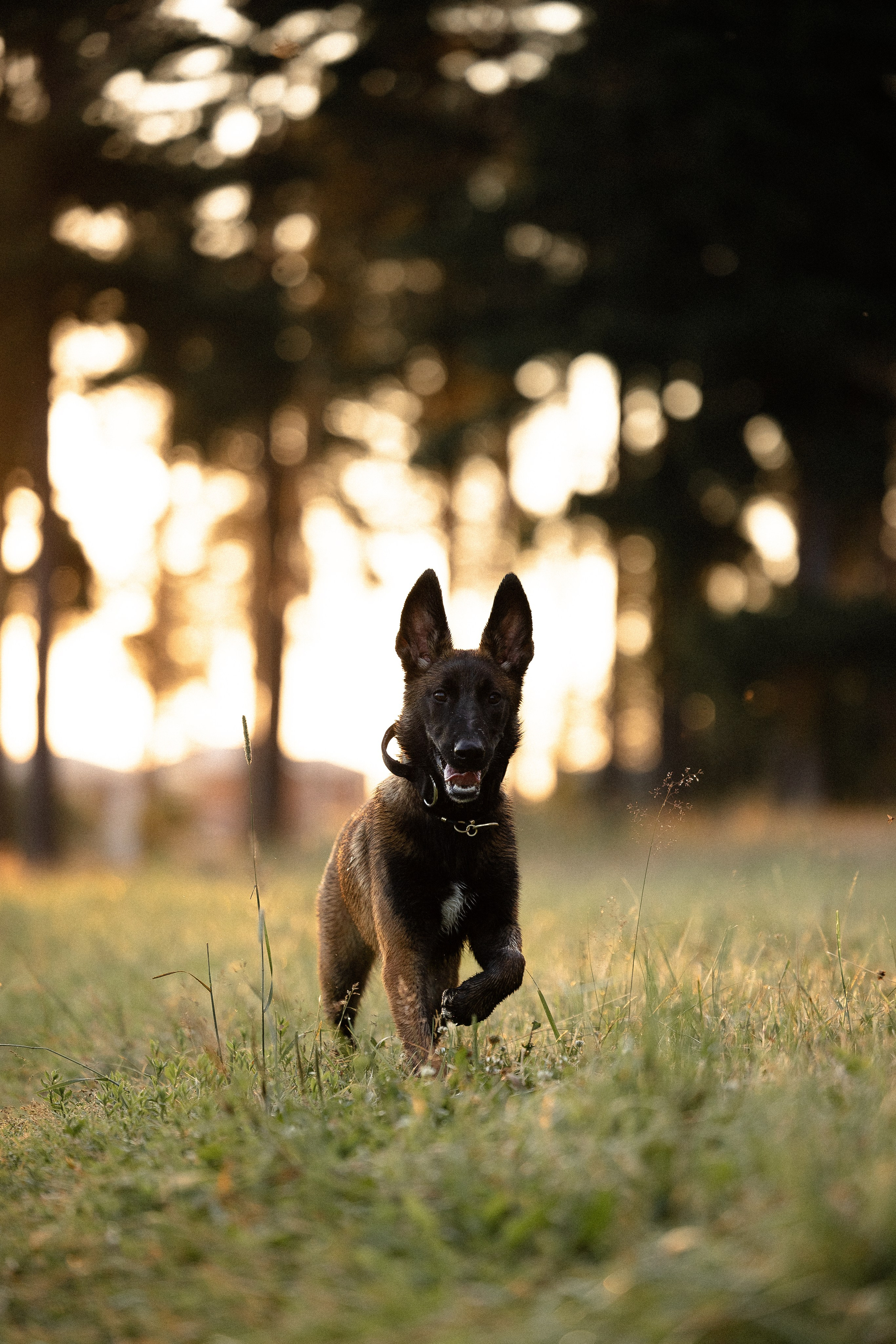 Галина и Лоя. Фотограф и видеограф анималист Аганина Дарья