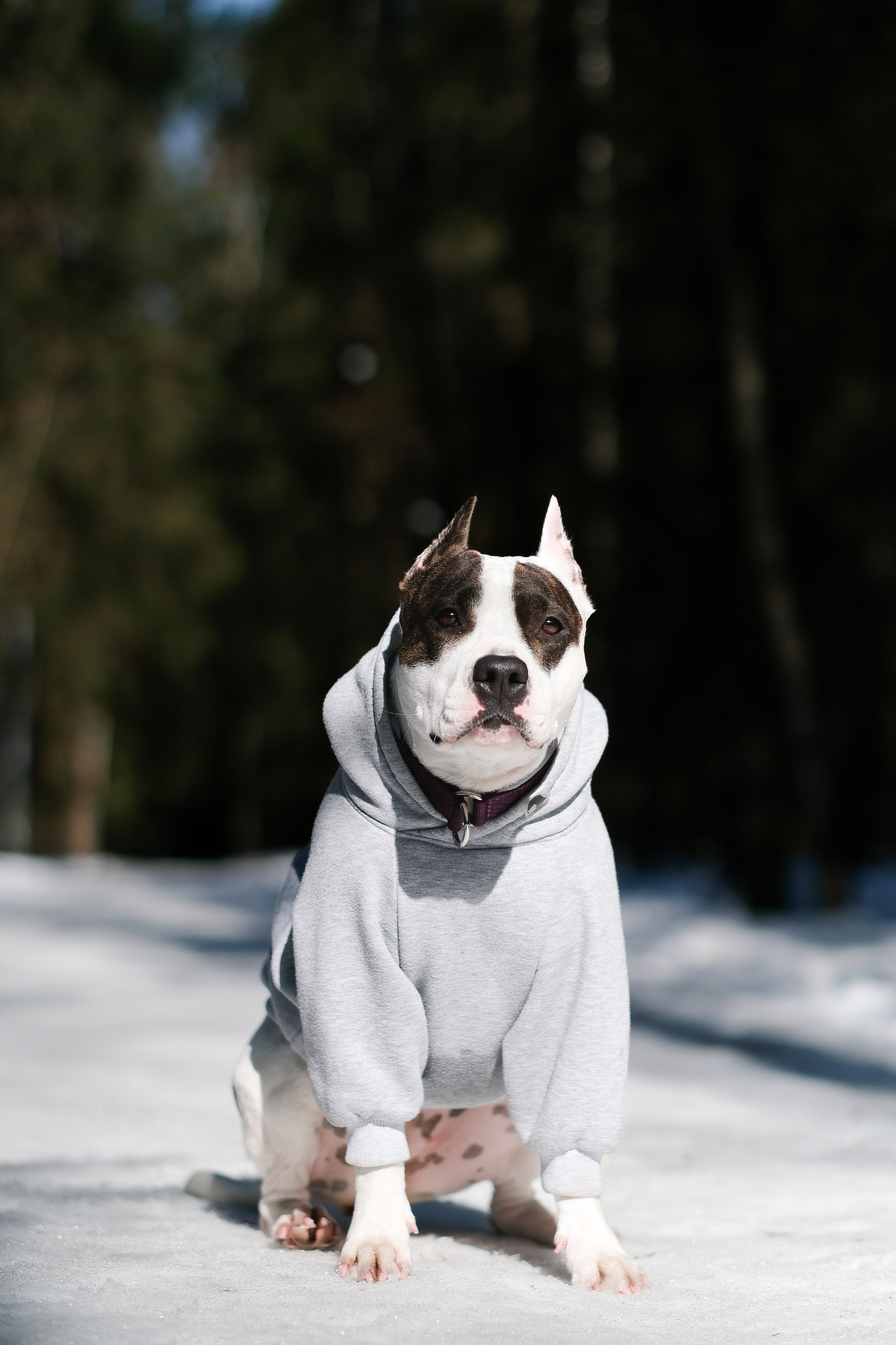 Женя, Афра и Молли. Фотограф и видеограф анималист Аганина Дарья