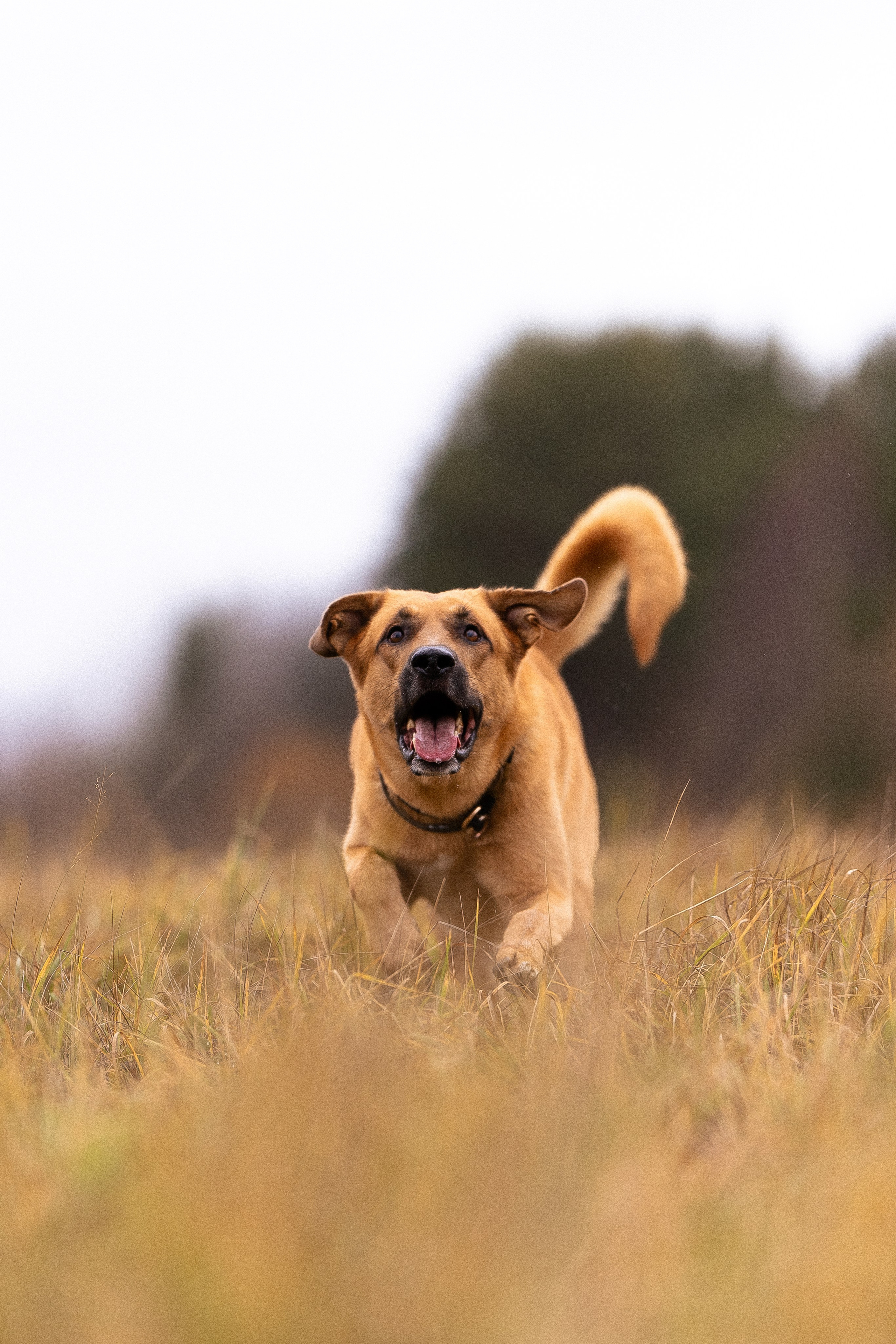 Karelia. Фотограф и видеограф анималист Аганина Дарья