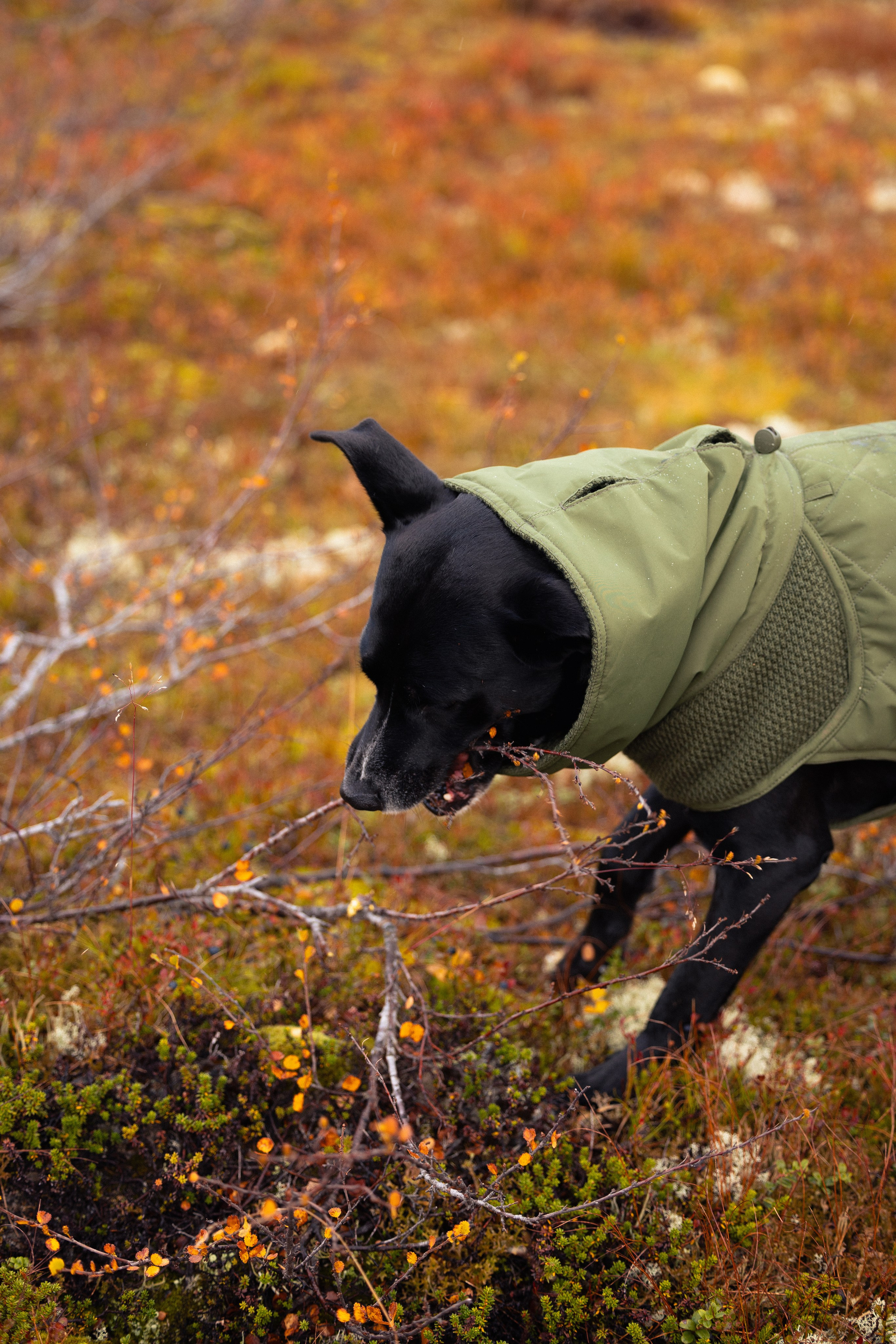 Кольский. Фотограф и видеограф анималист Аганина Дарья