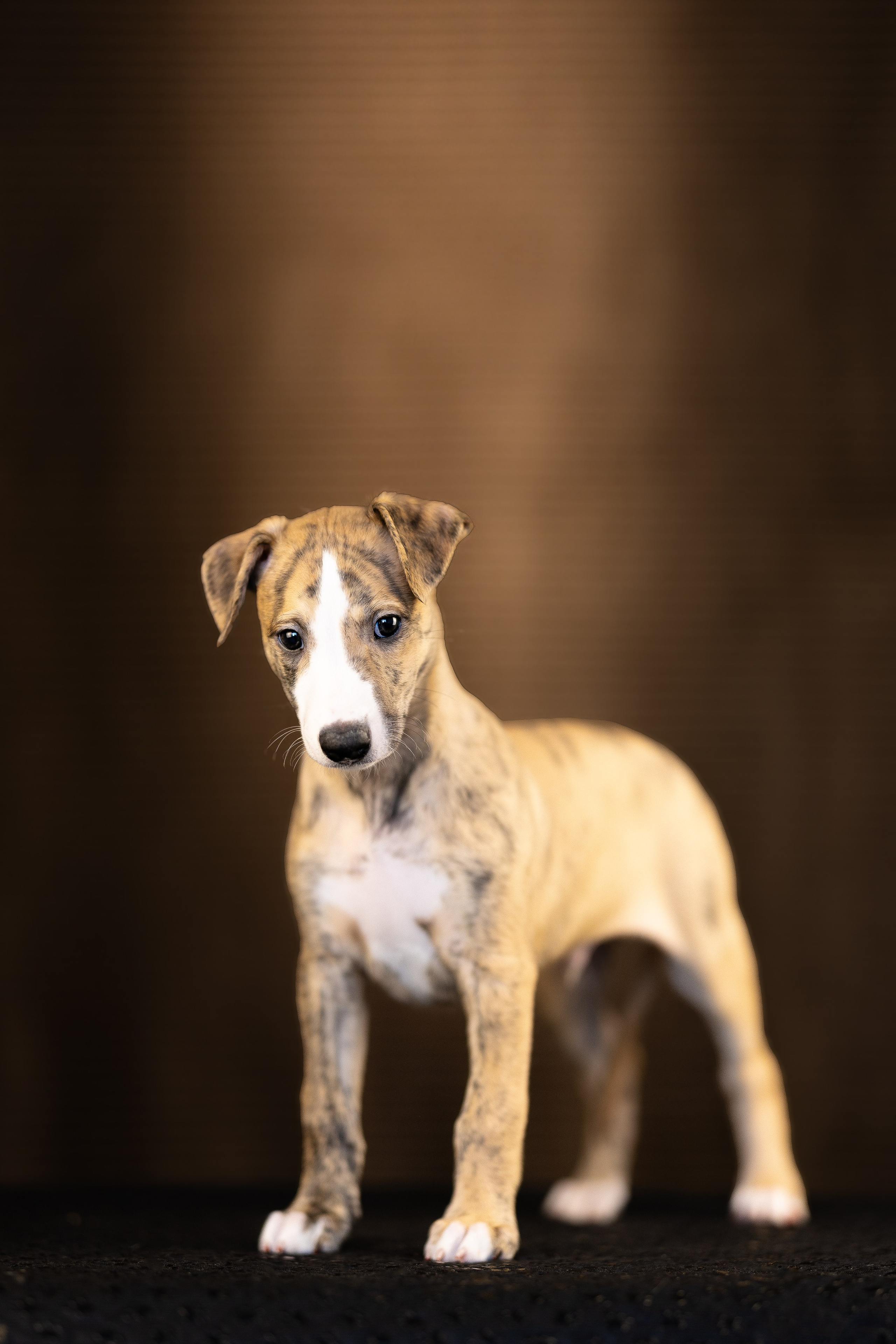 Уиппет. Фотограф и видеограф анималист Аганина Дарья