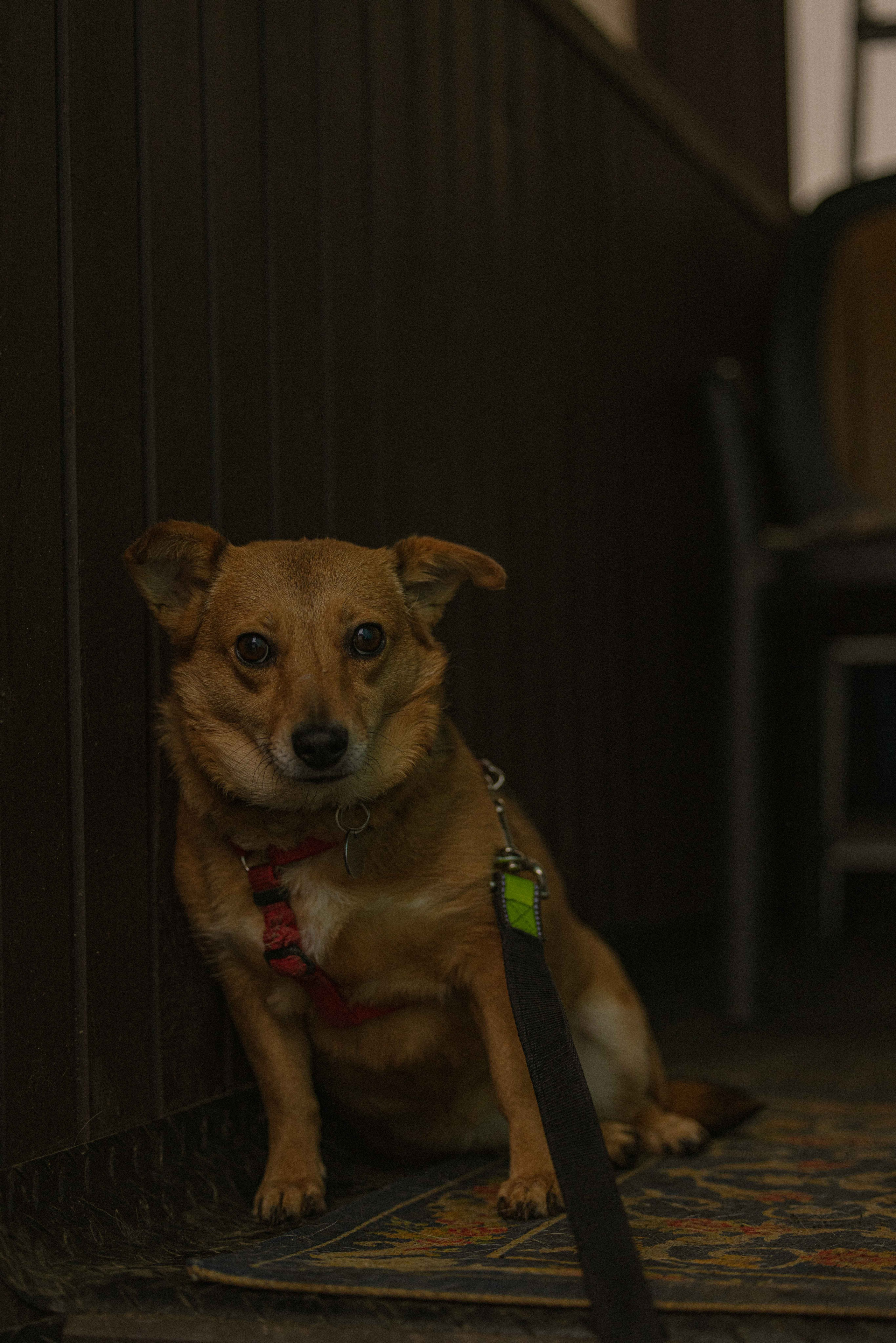 Передержка. Фотограф-анималист в Москве Лера Черноног