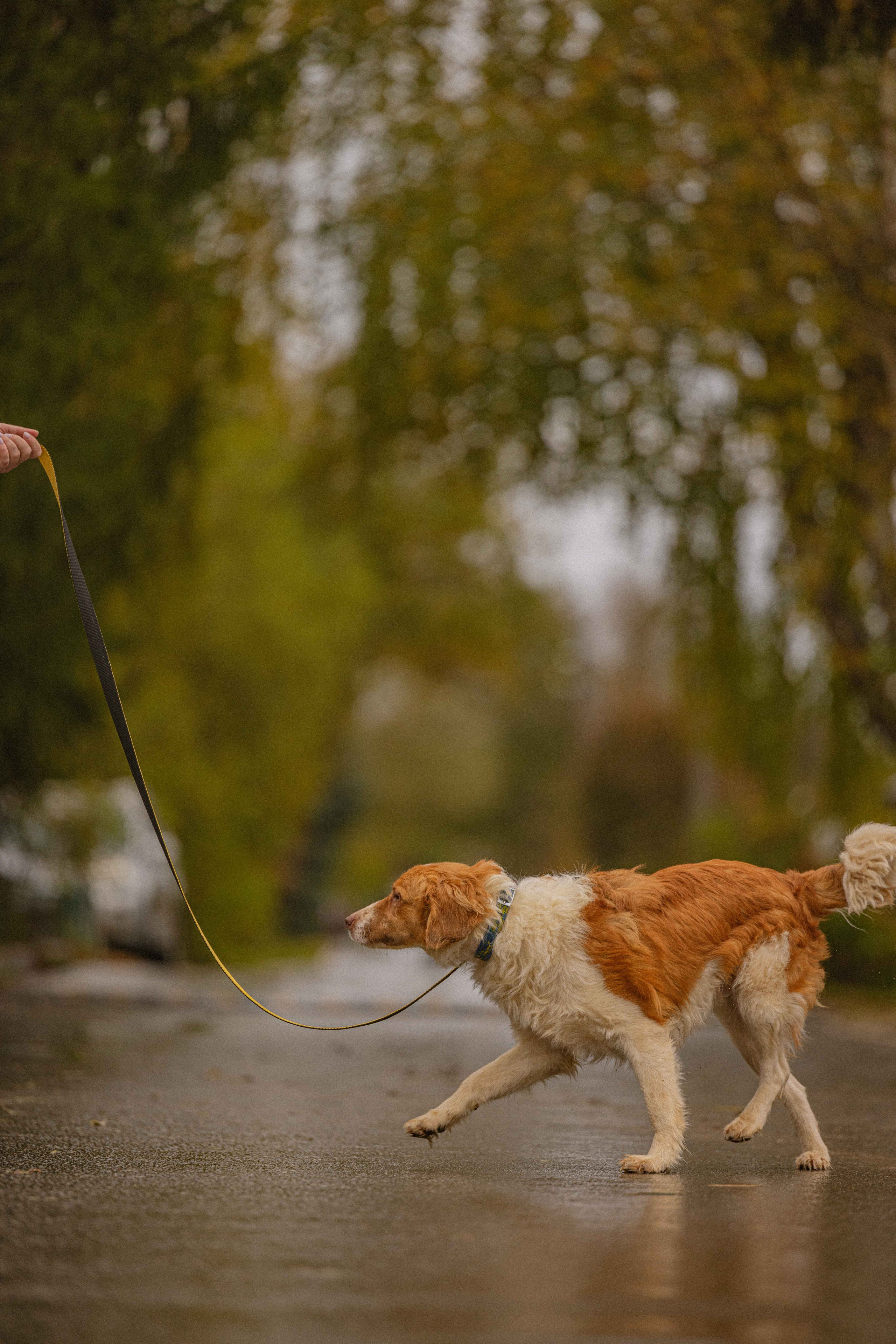 Передержка. Фотограф-анималист в Москве Лера Черноног