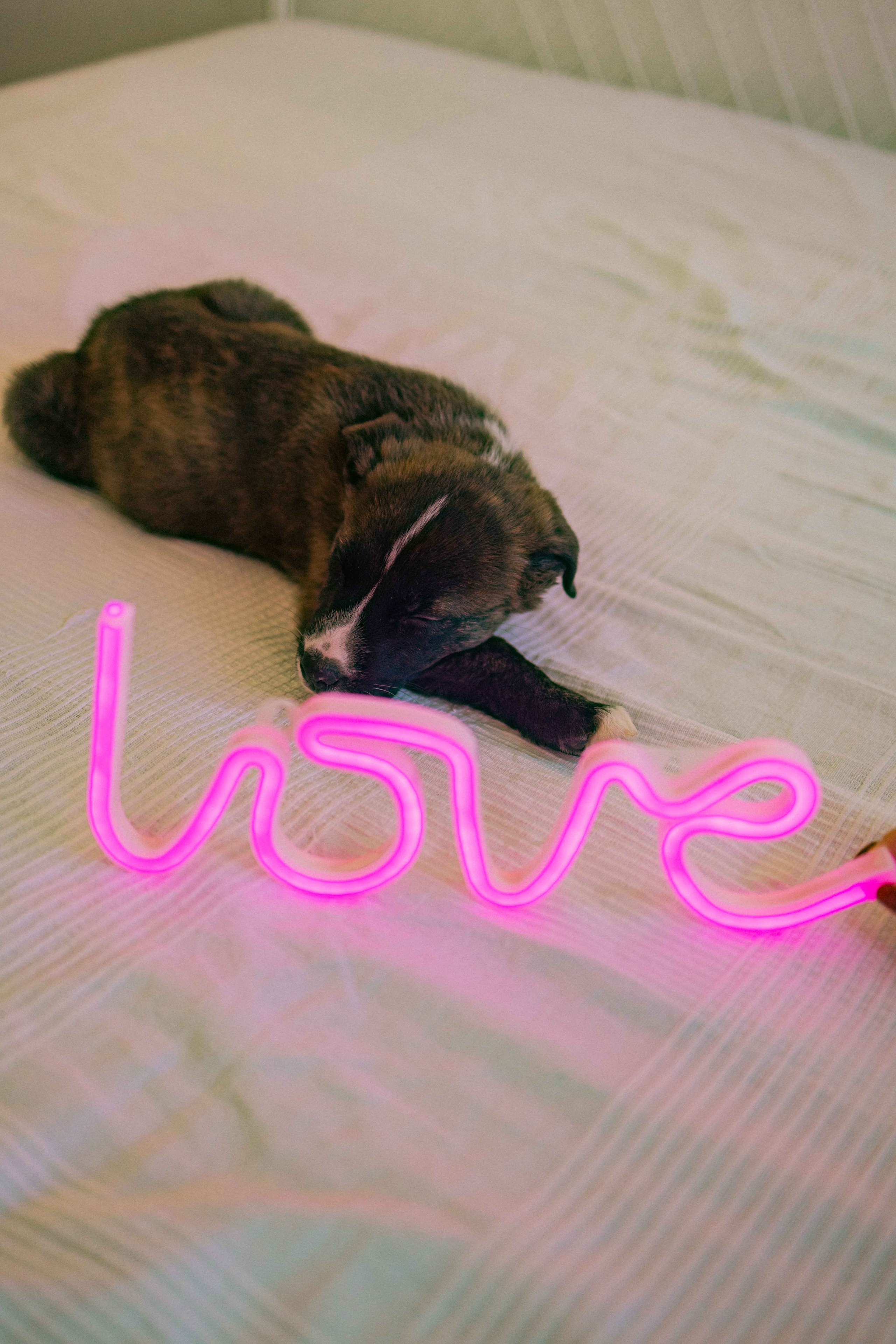 Гайка. Фотограф-анималист в Москве Лера Черноног