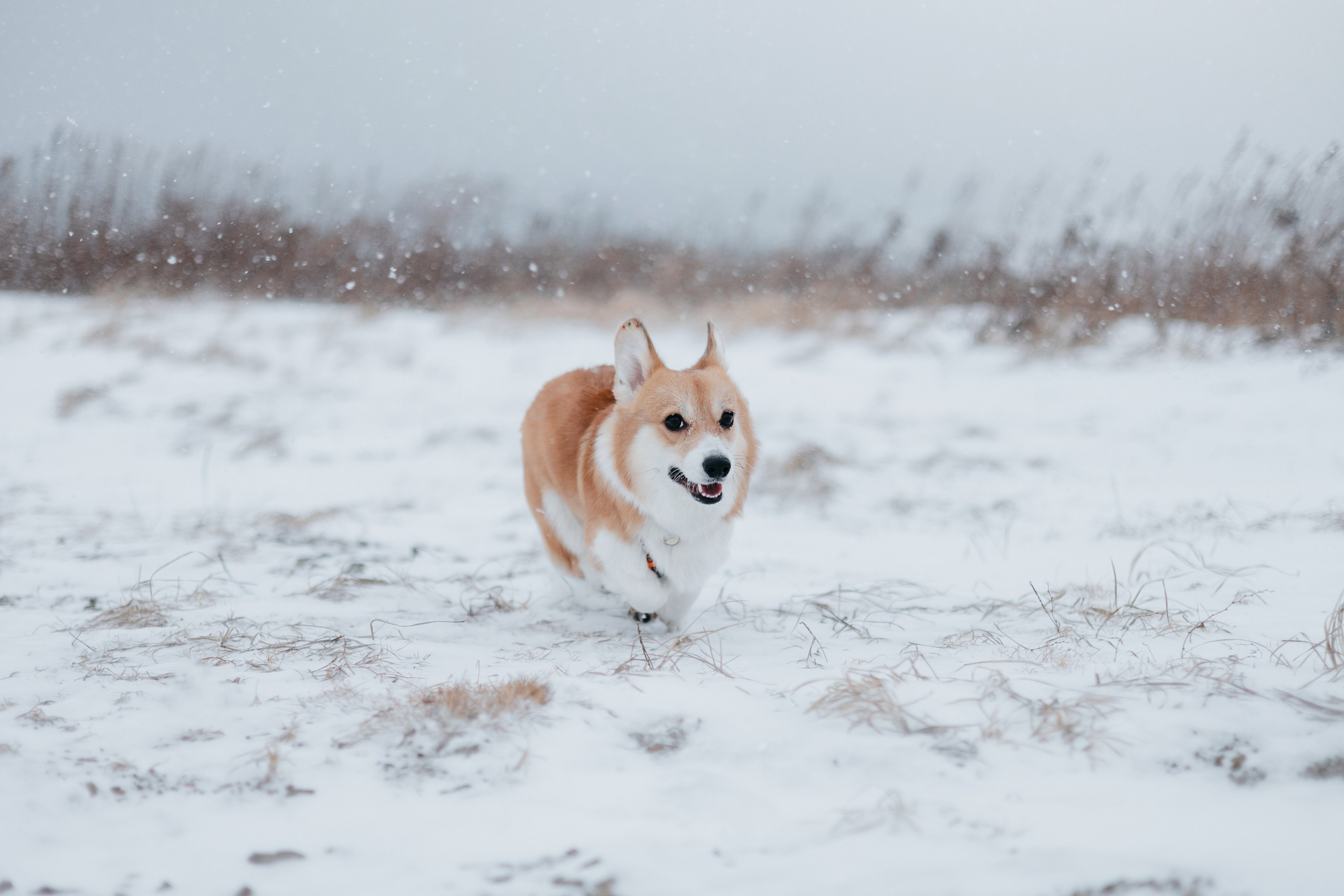 Лена, Лиза и Мия. Фотограф — анималист Владивосток, Алина