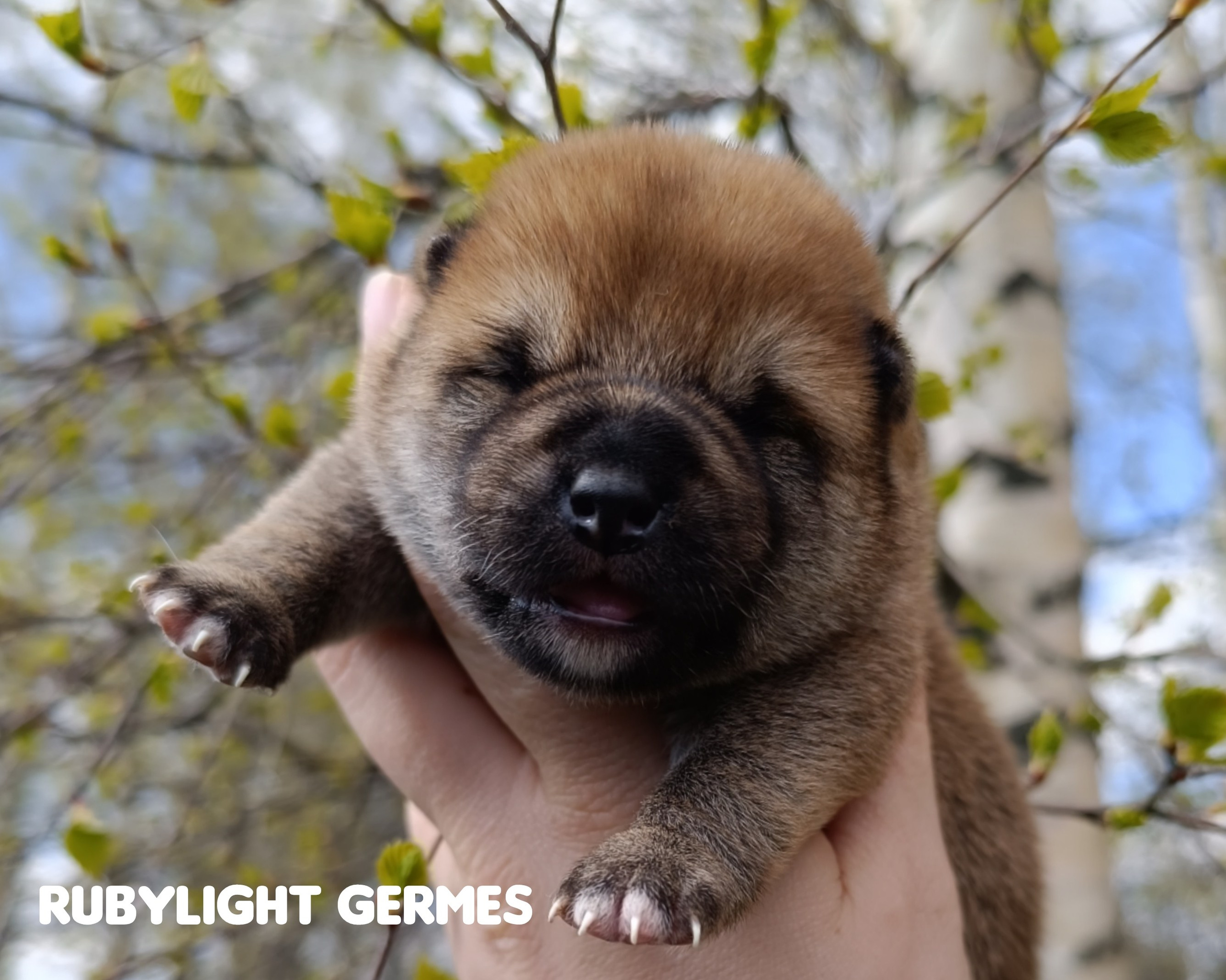 Сиба Rubylight Germes питомник Рубилайт