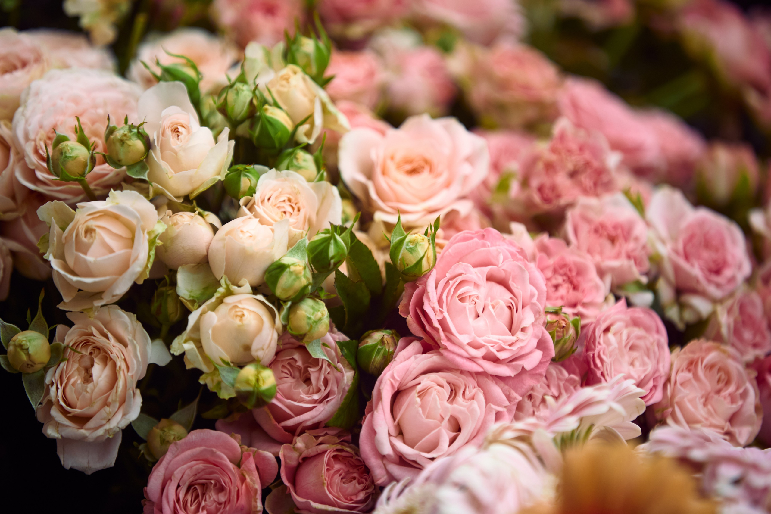 ART-HAOS. Фотограф видеограф в Москве и Московской области Саша Секрет