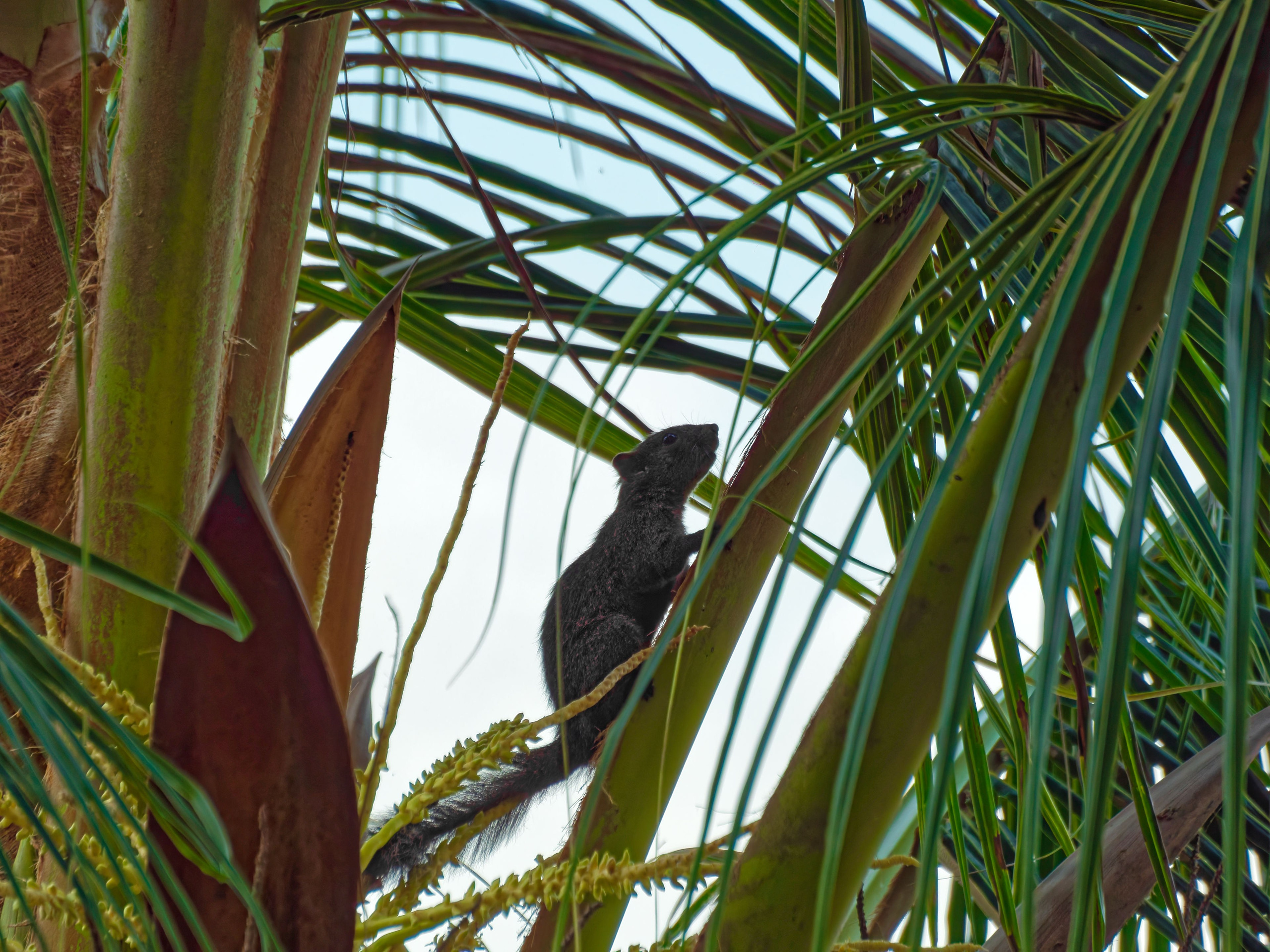 Хайнань 2026, белки. Фотопрогулки по Миру