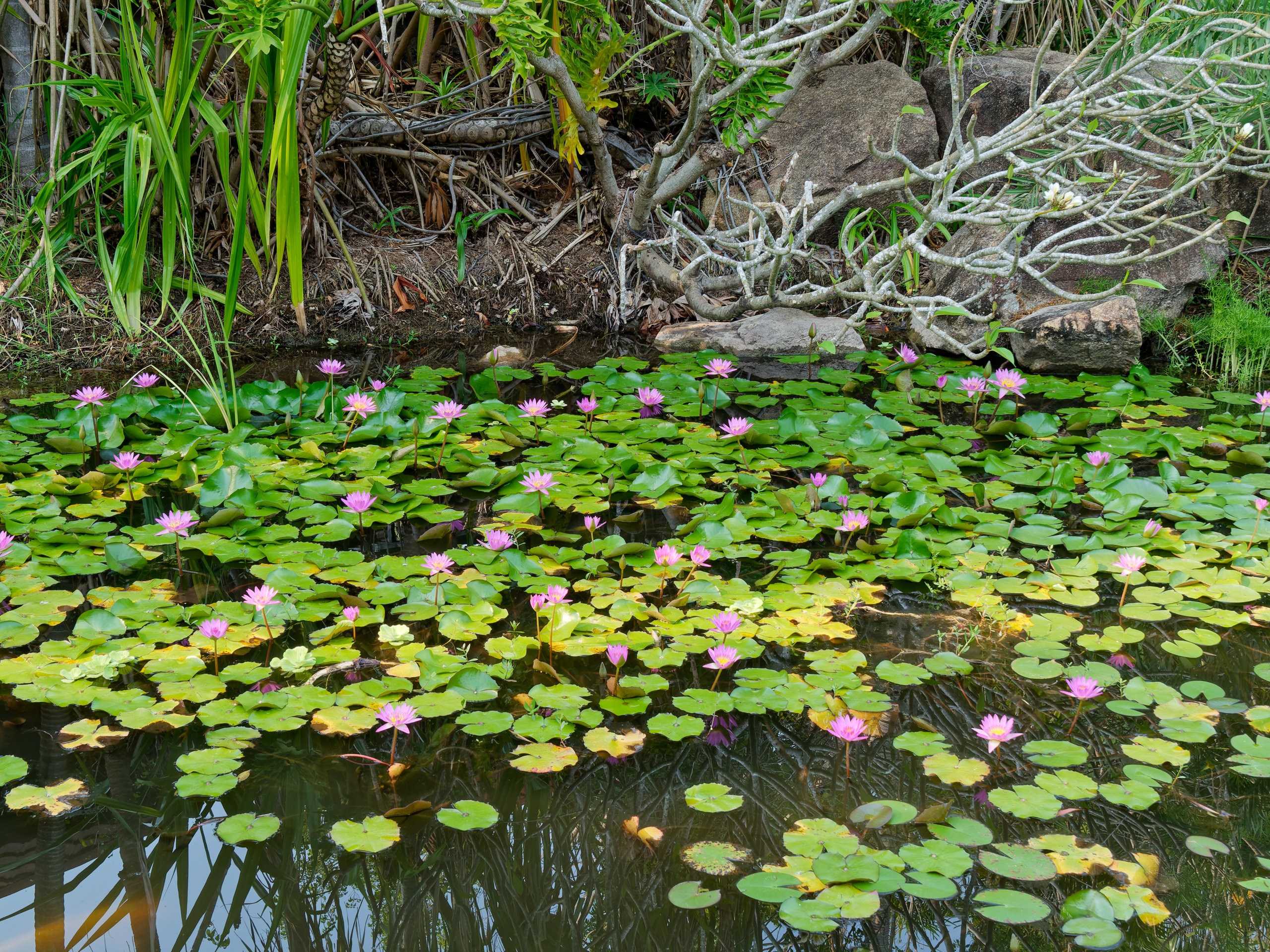 Хайнань 2026, флора, цветы и деревья. Фотопрогулки по Миру