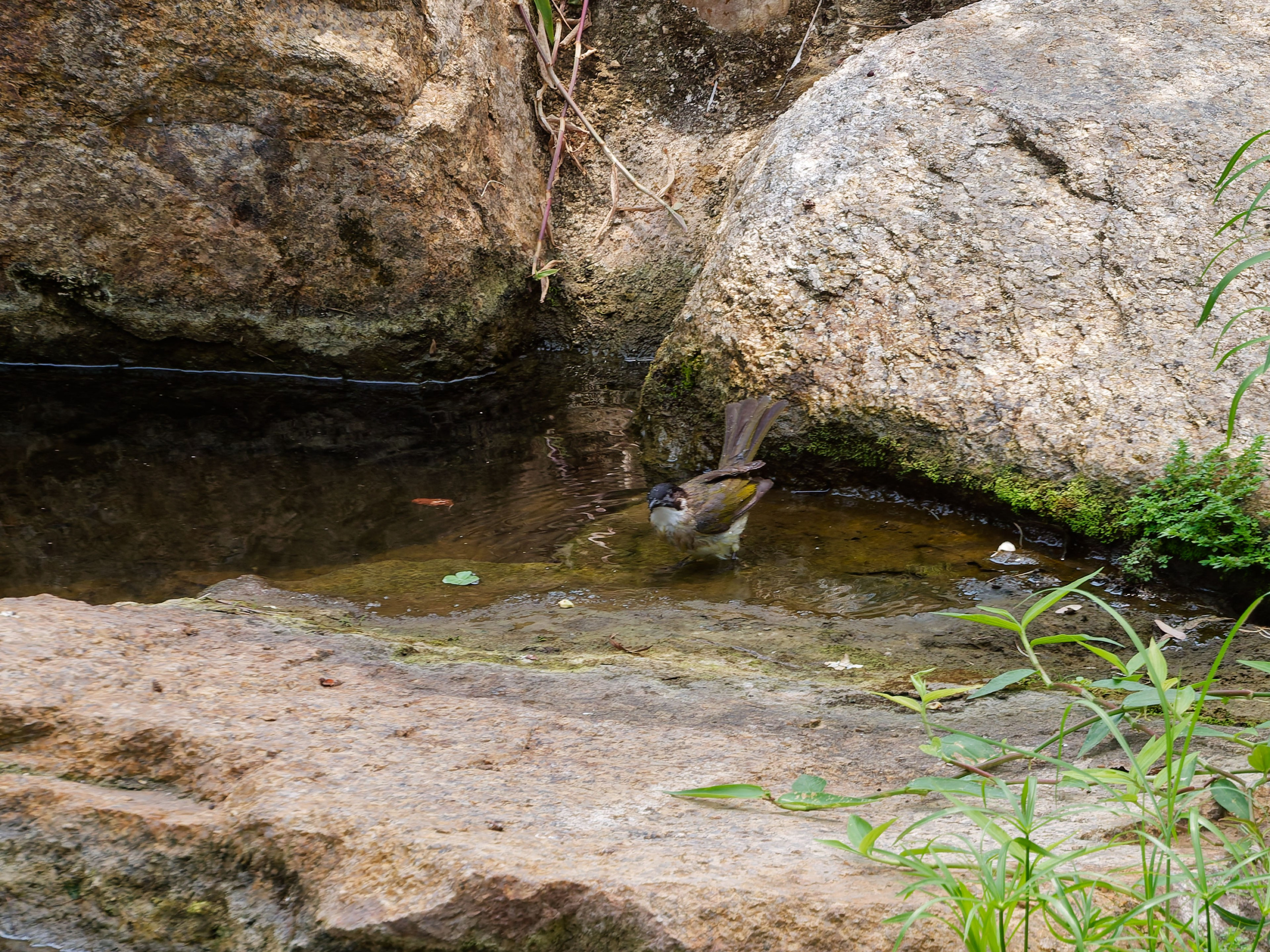 Хайнань 2026, птицы острова. Фотопрогулки по Миру