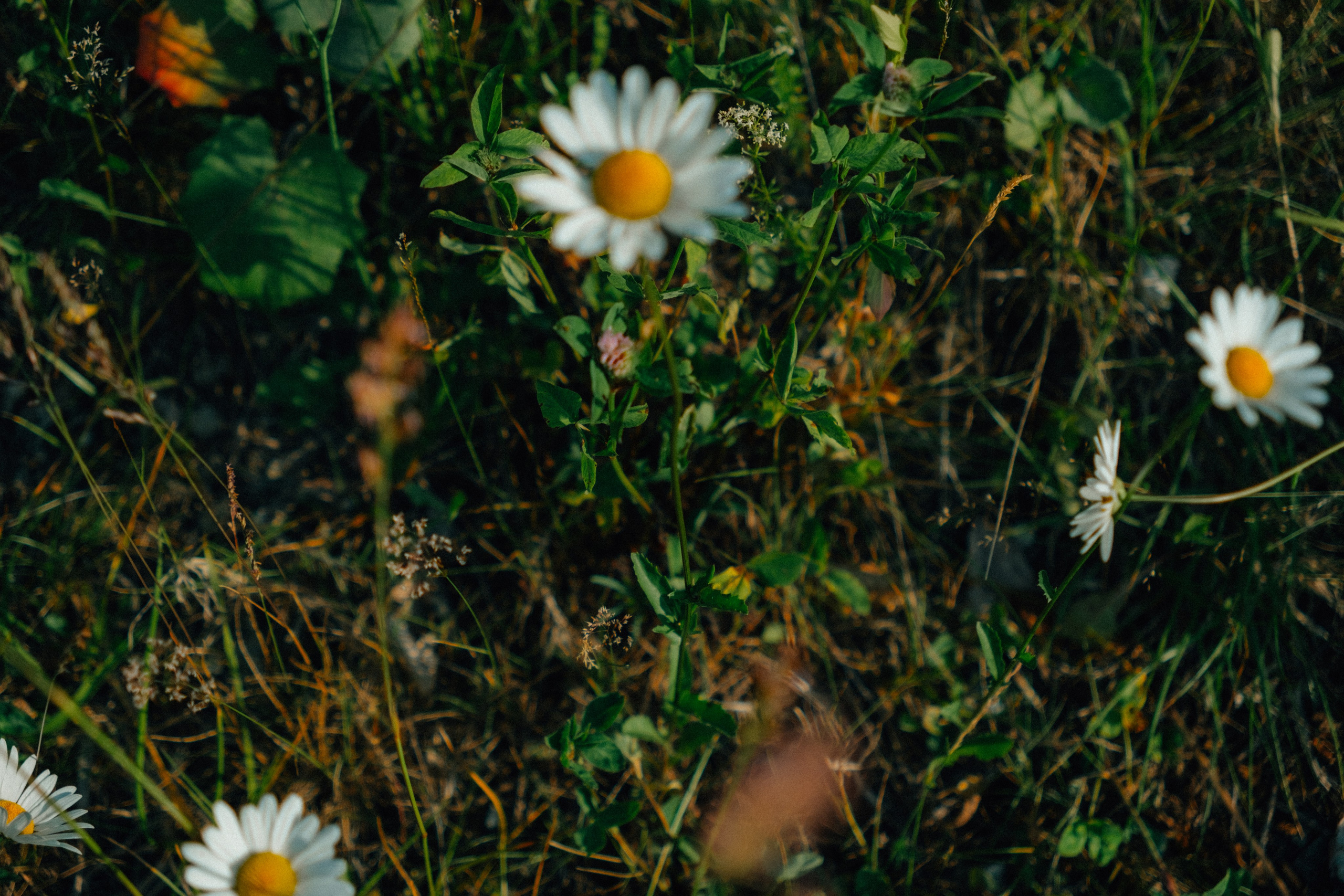 Ромашковые вершины. Репортажный фотограф в Сочи Екатерина Вежливцева