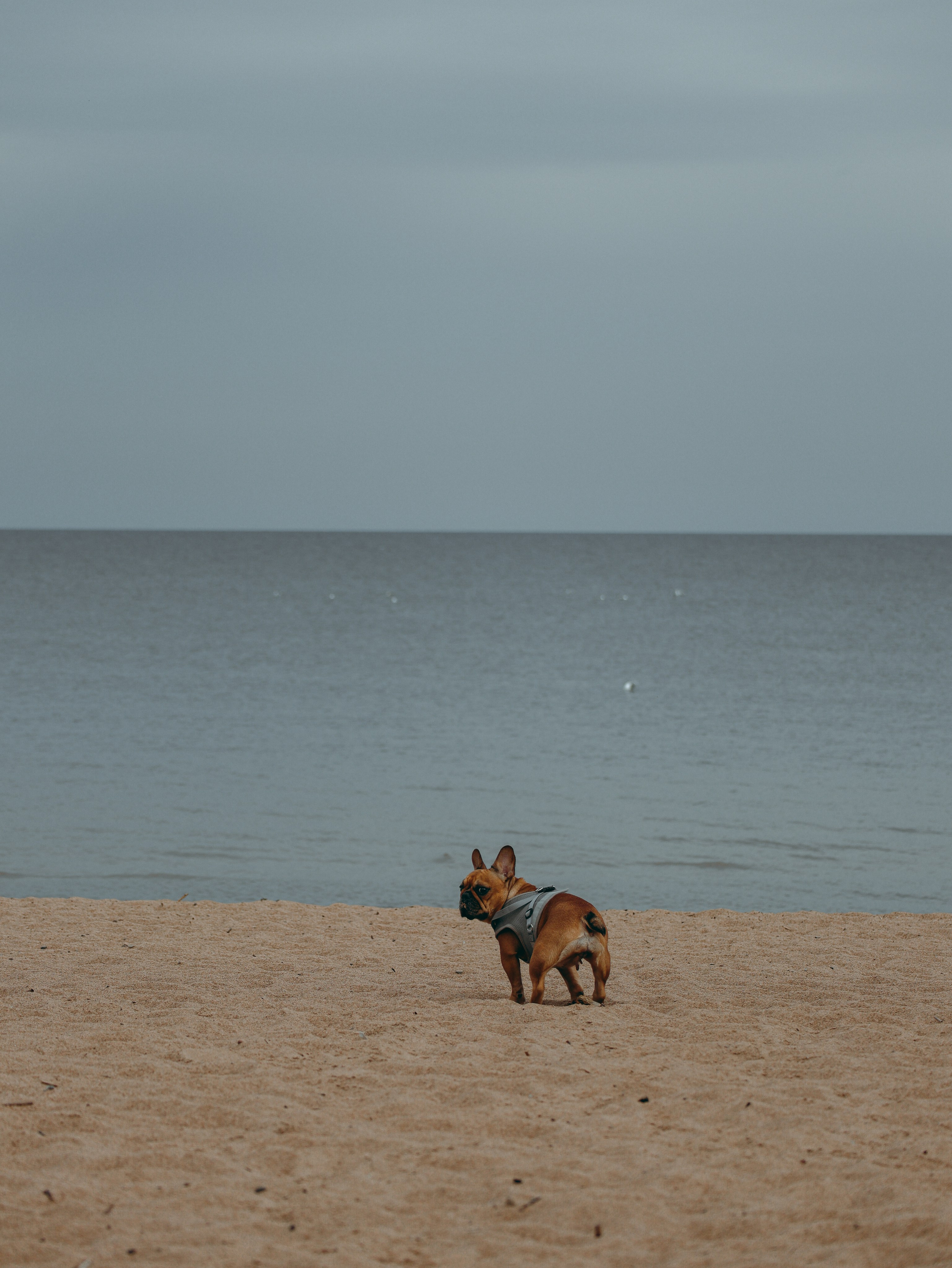 Питомцы. Кинематографичный фотограф, видеограф Лина Плешакова, Санкт-Петербург
